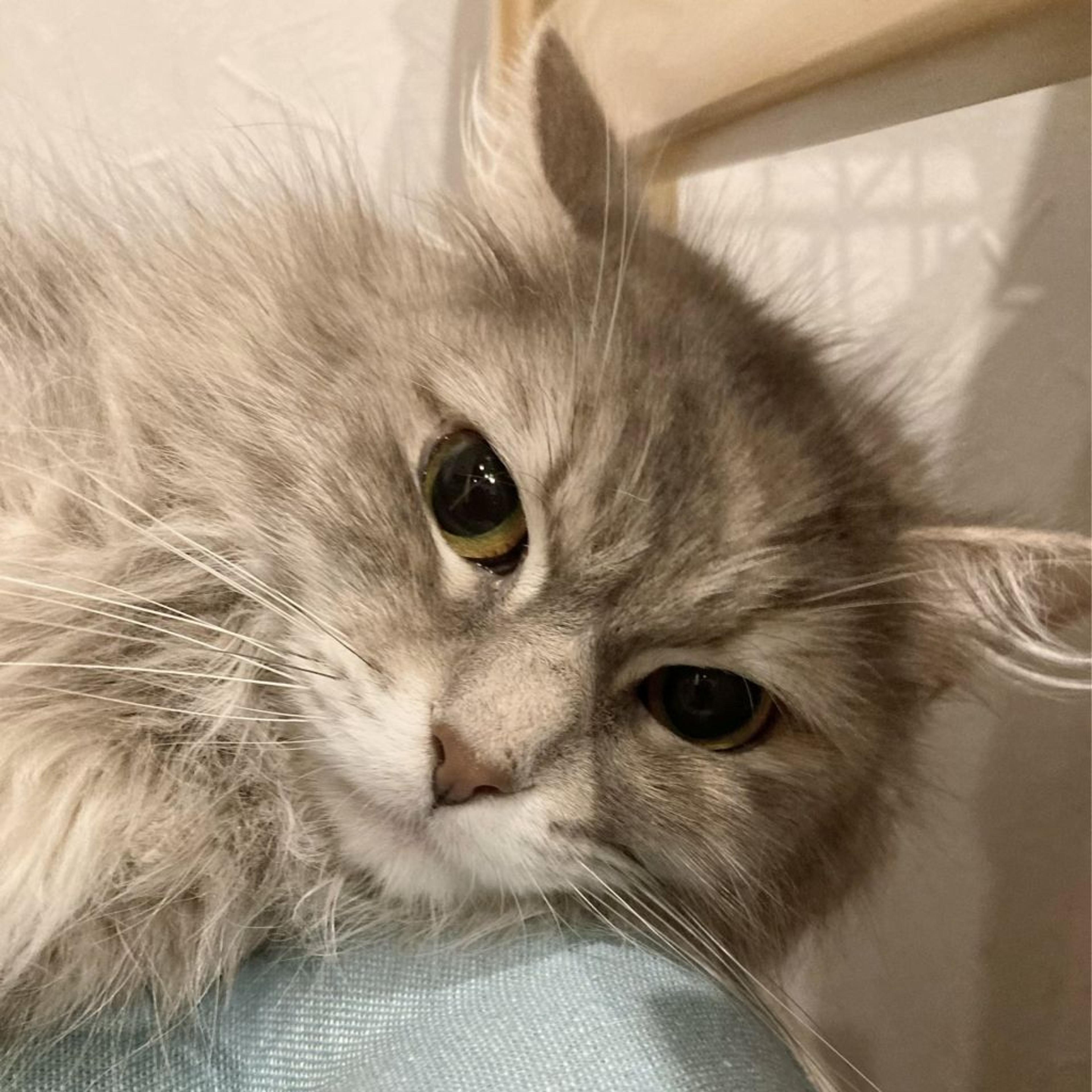 pet-image-5