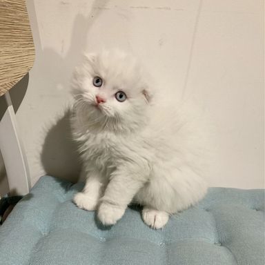 ミルキー