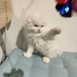 thumb-2