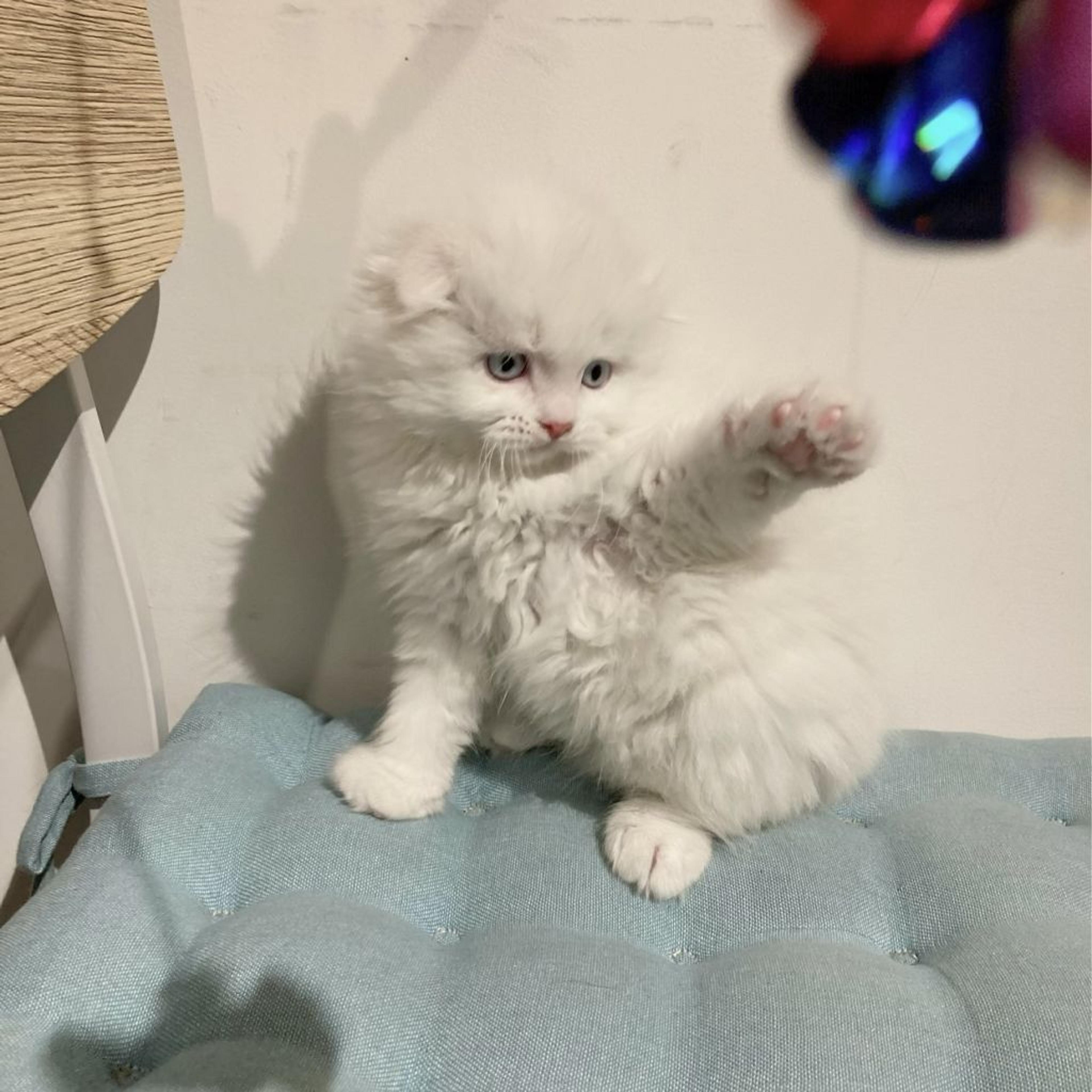 pet-image-3