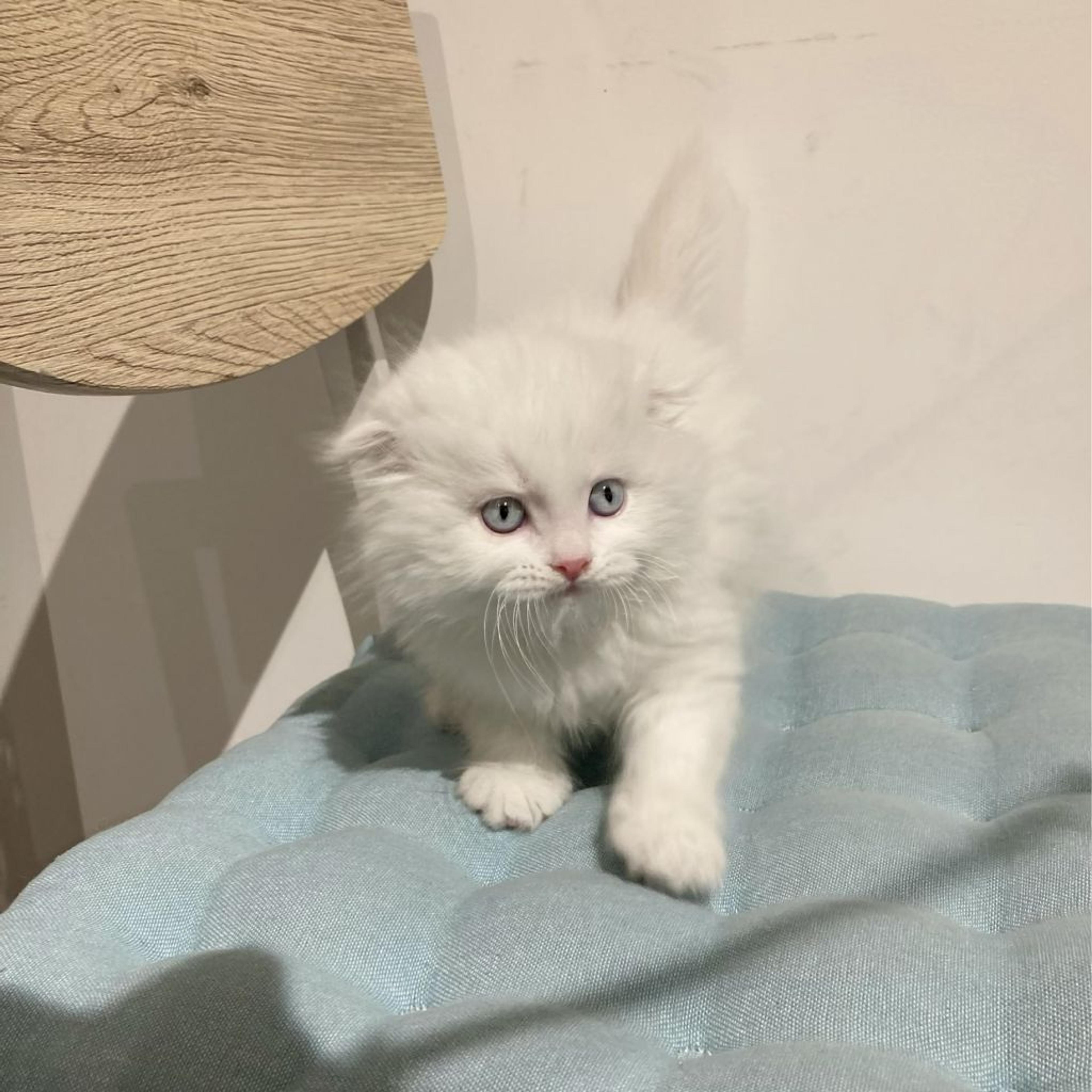 pet-image-4