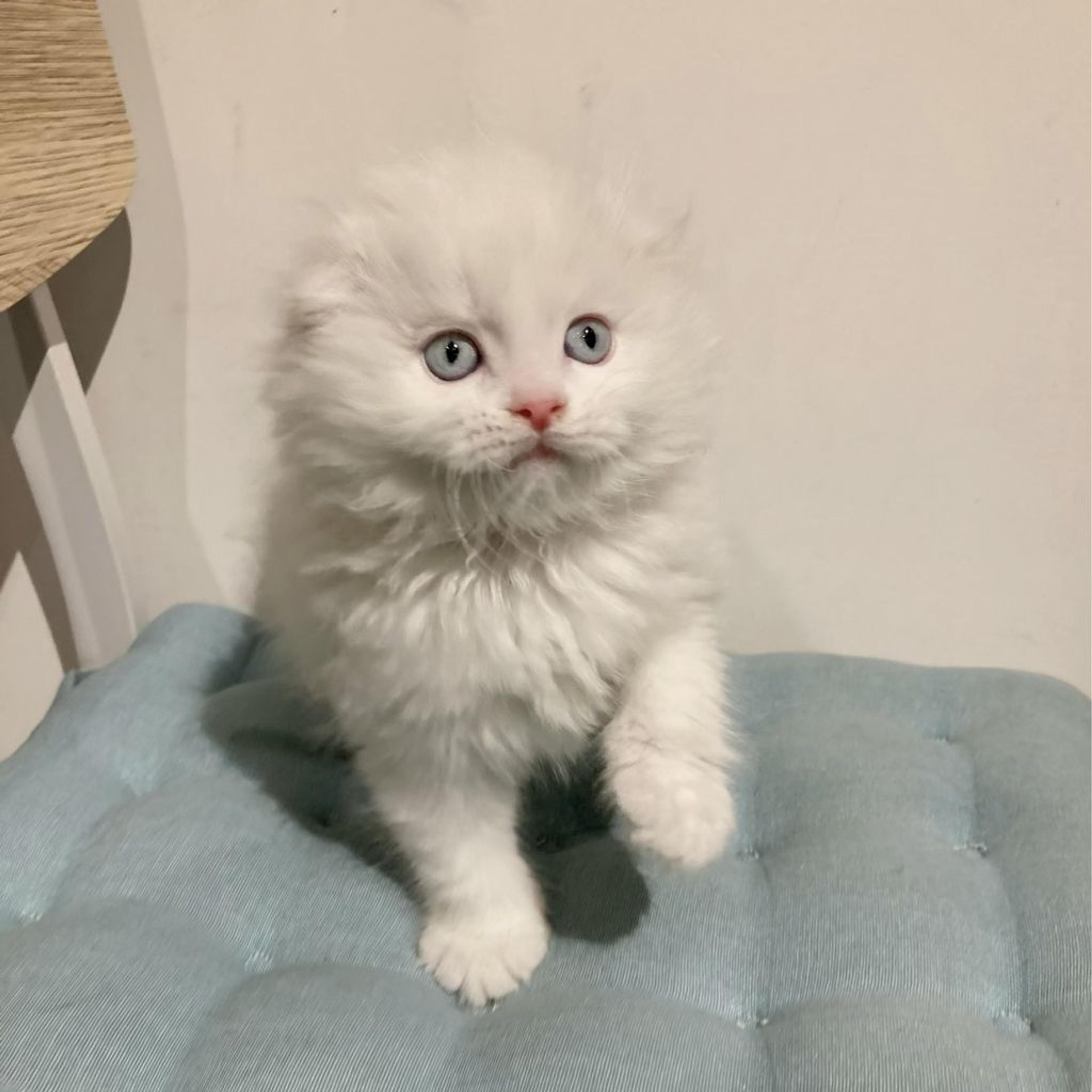 pet-image-5