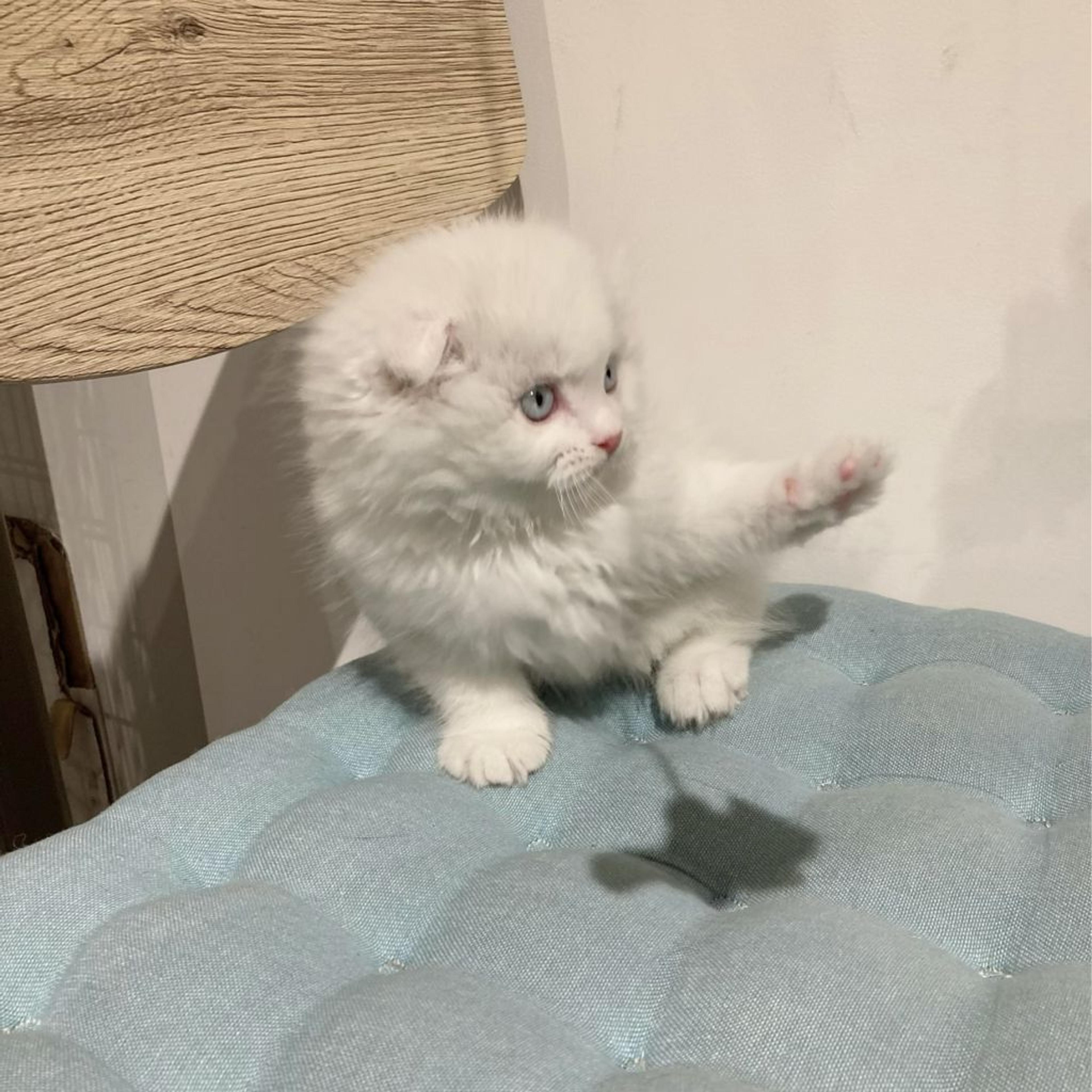 pet-image-6