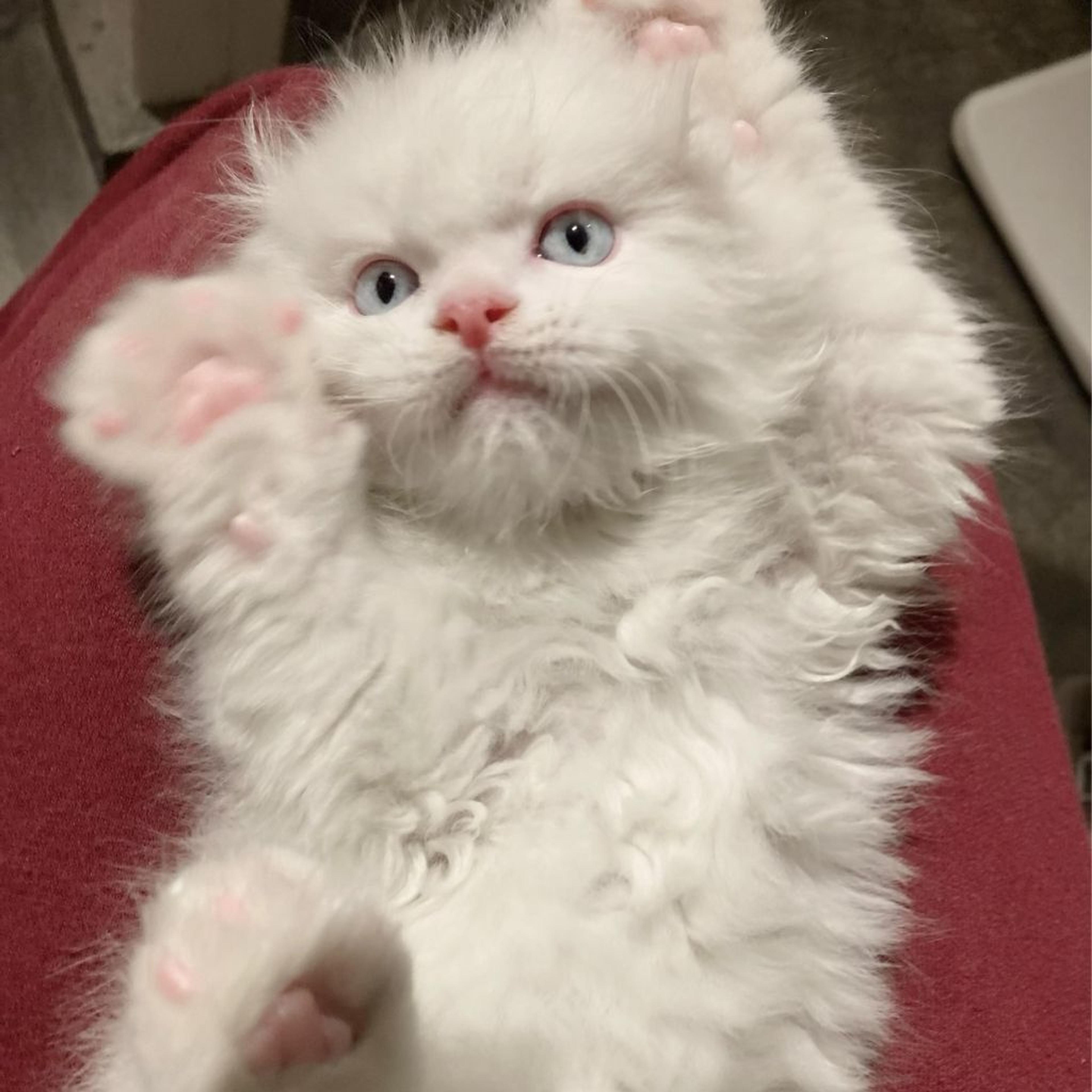 pet-image-7