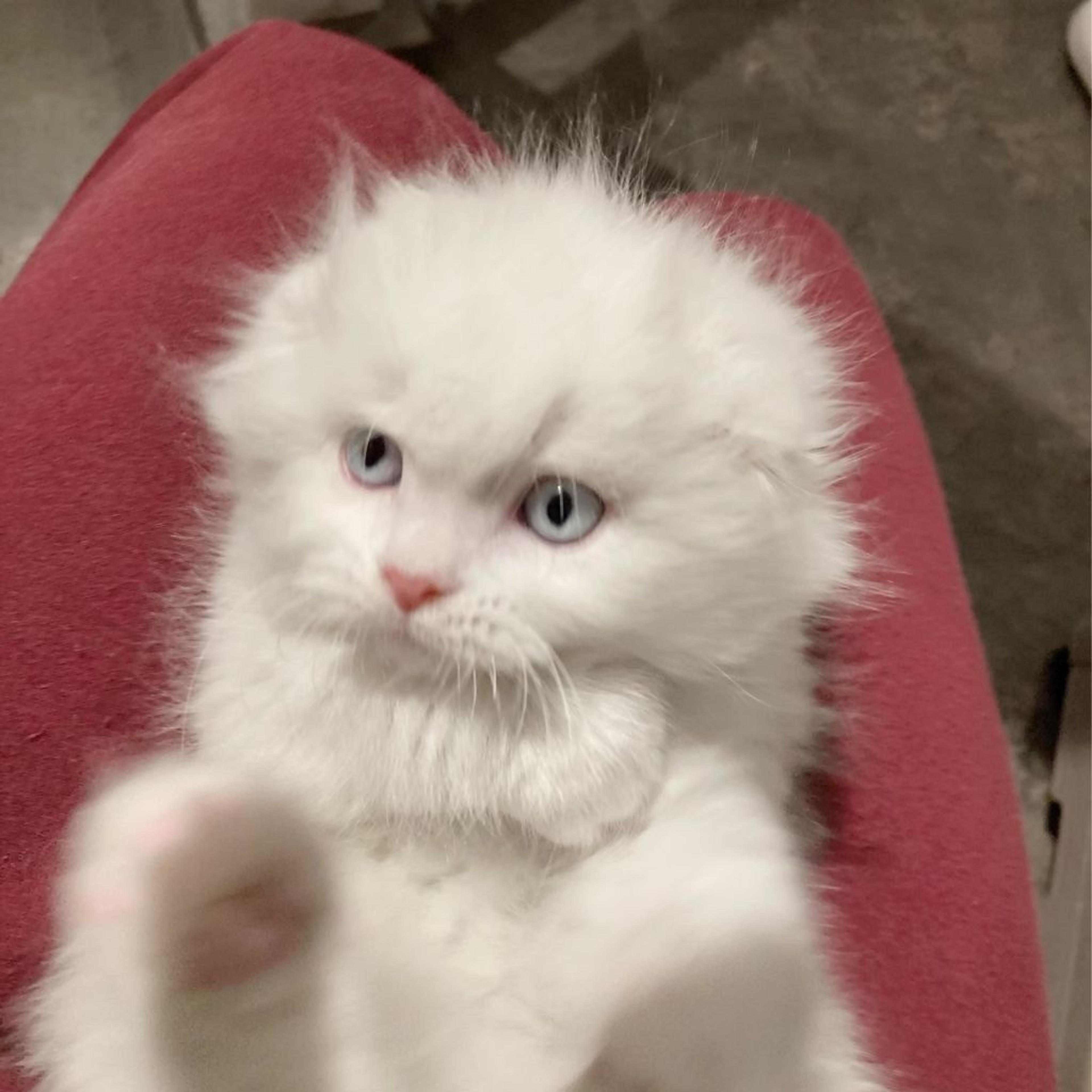 pet-image-8
