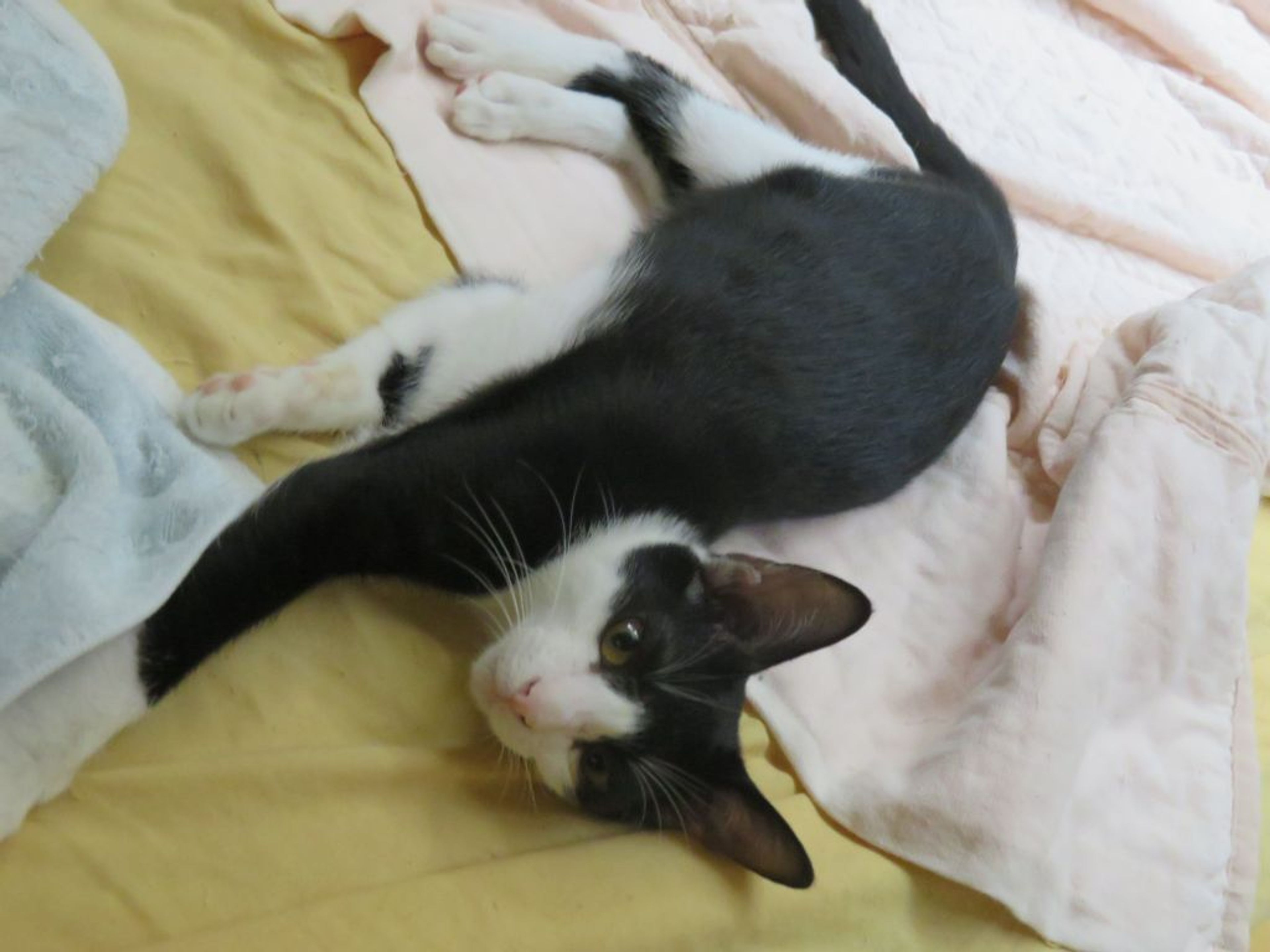 雑種（ミックス猫）・オスの里親募集の写真
