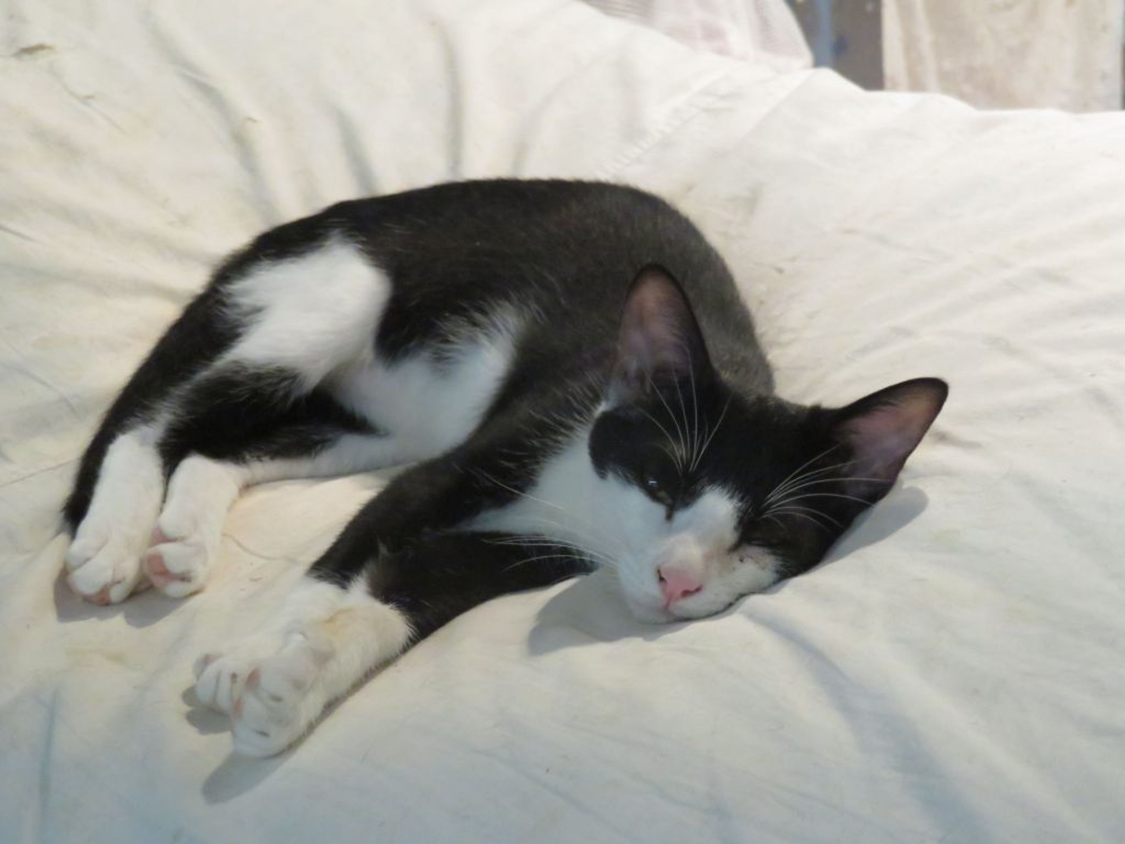 pet-image-2