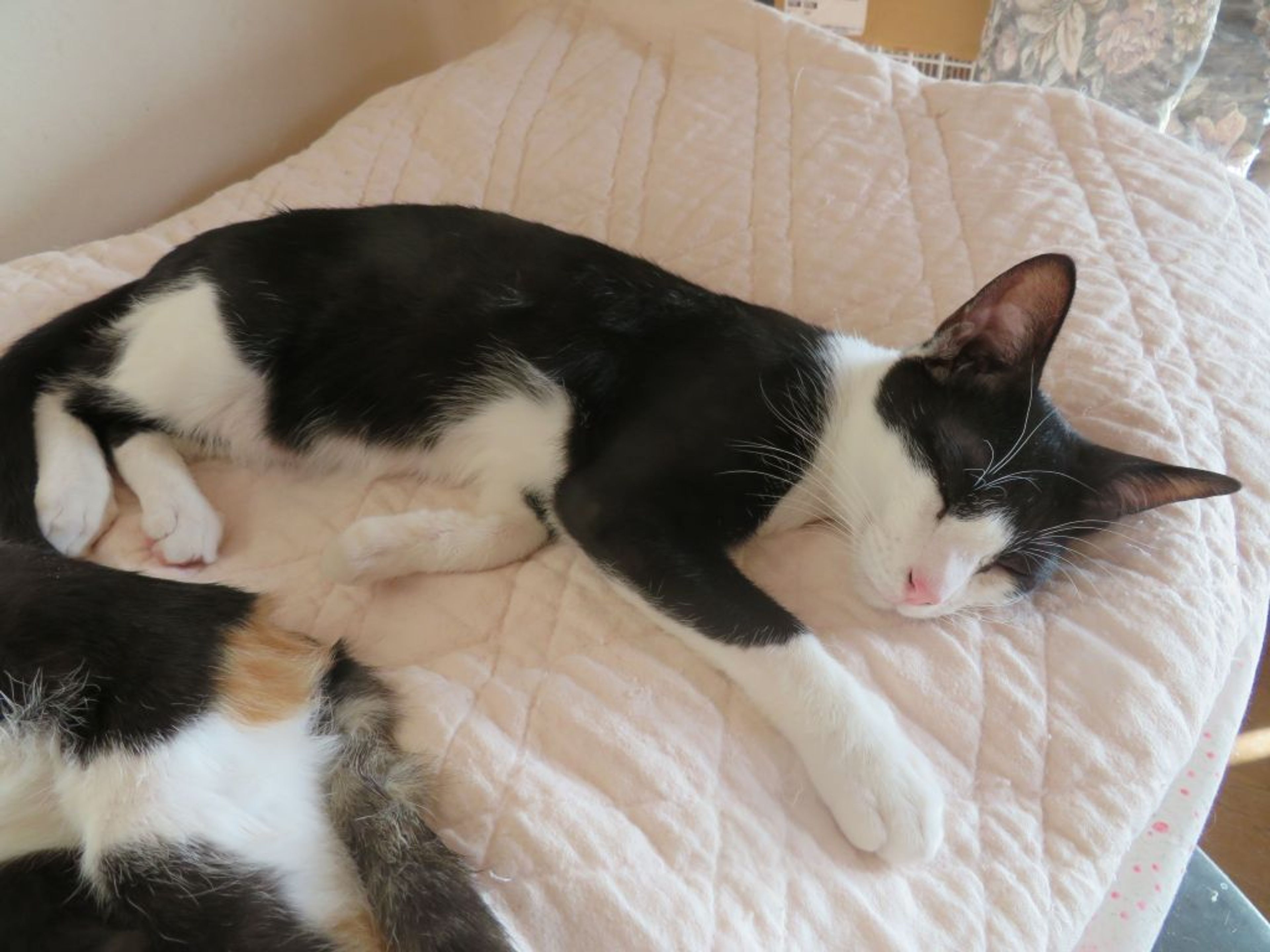 pet-image-4
