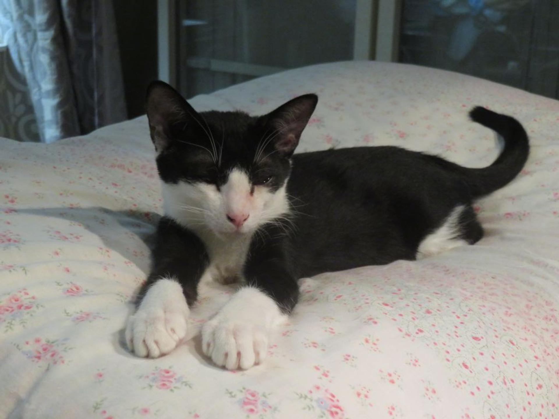 pet-image-5