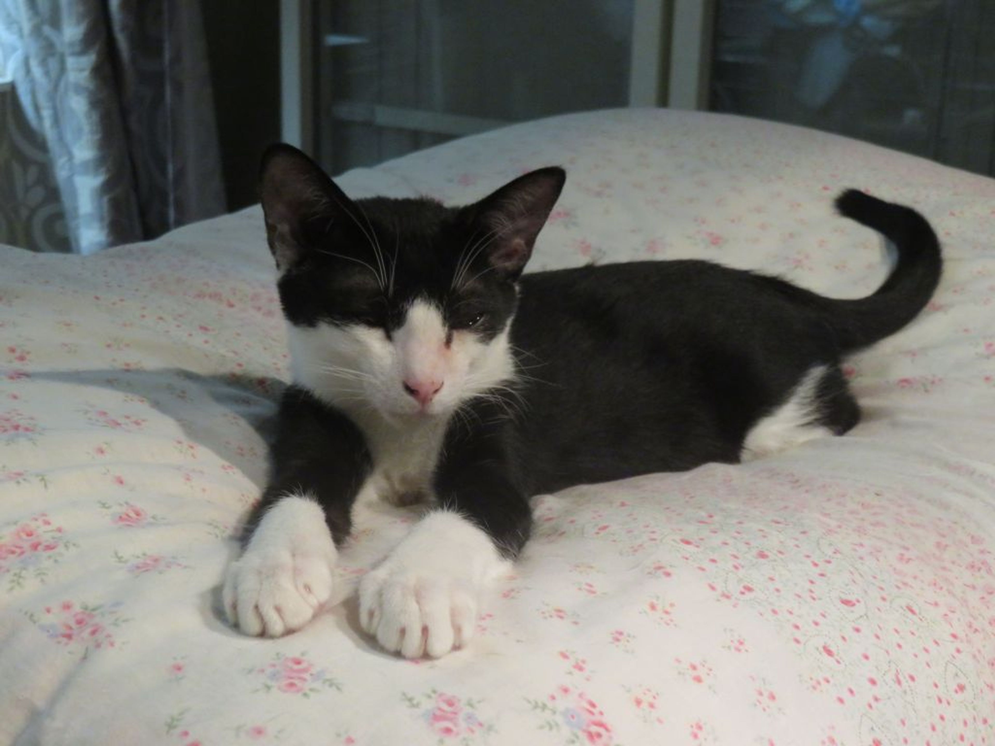 pet-image-5