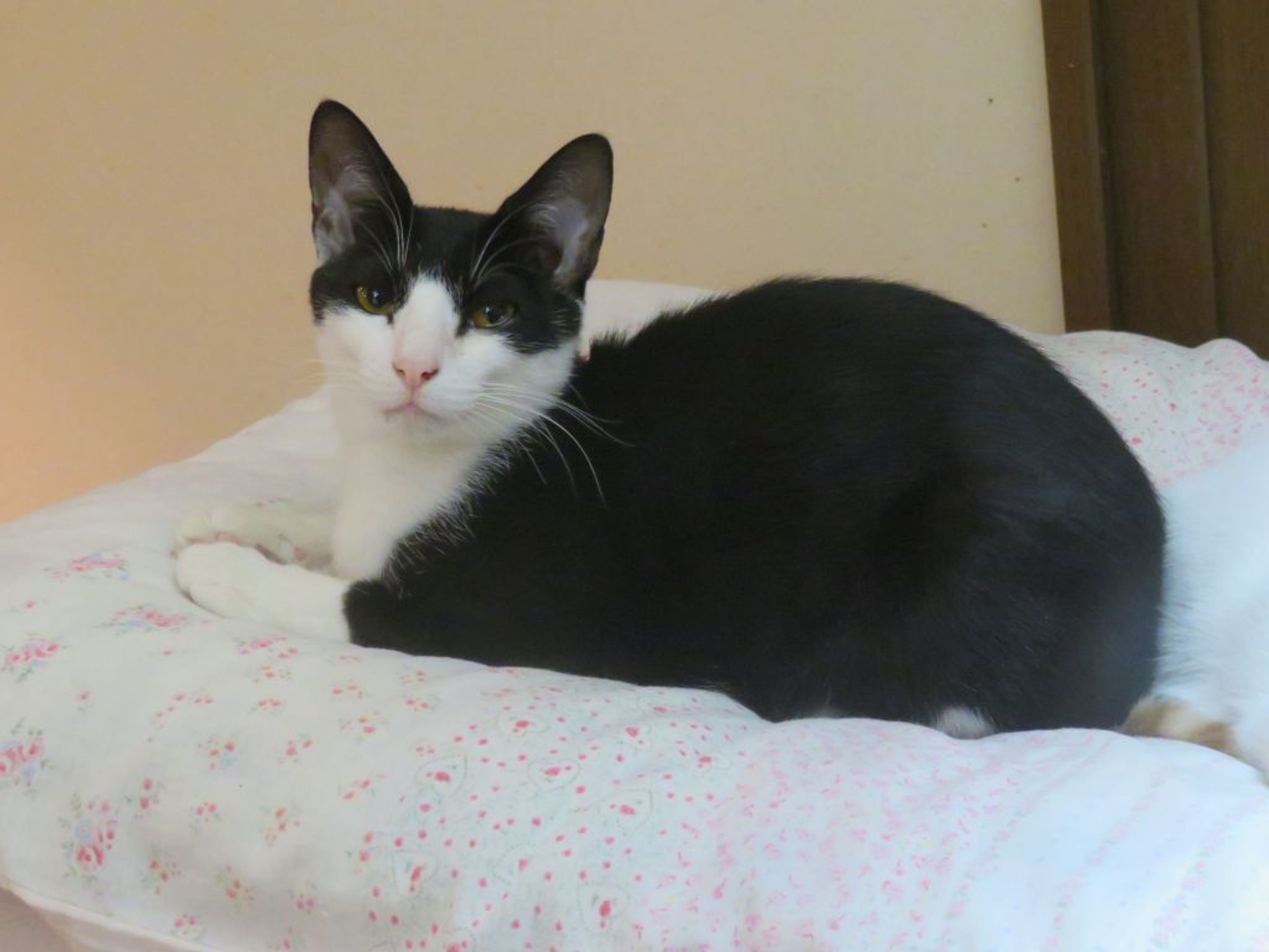 pet-image-7