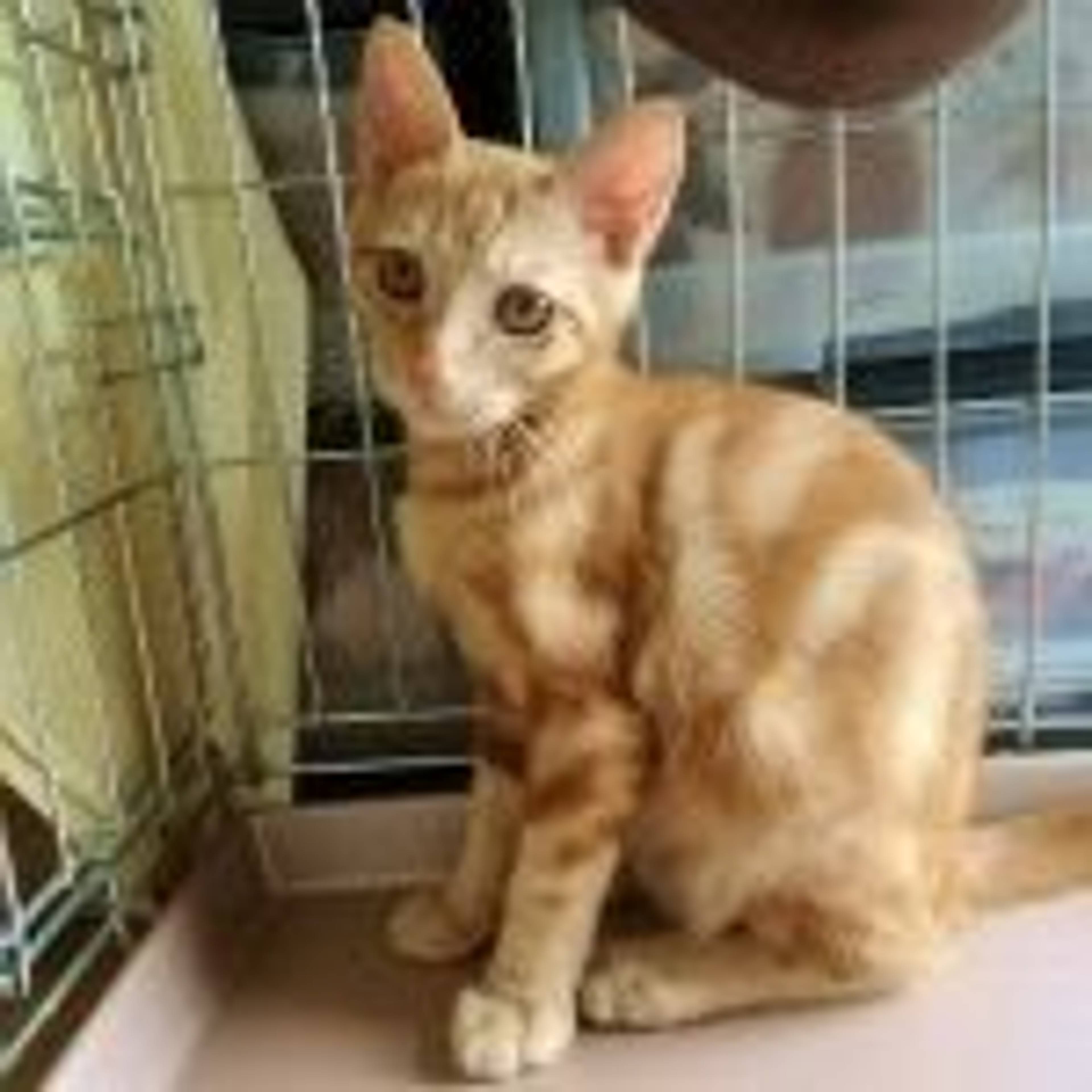 雑種（ミックス猫）・オスの里親募集の写真