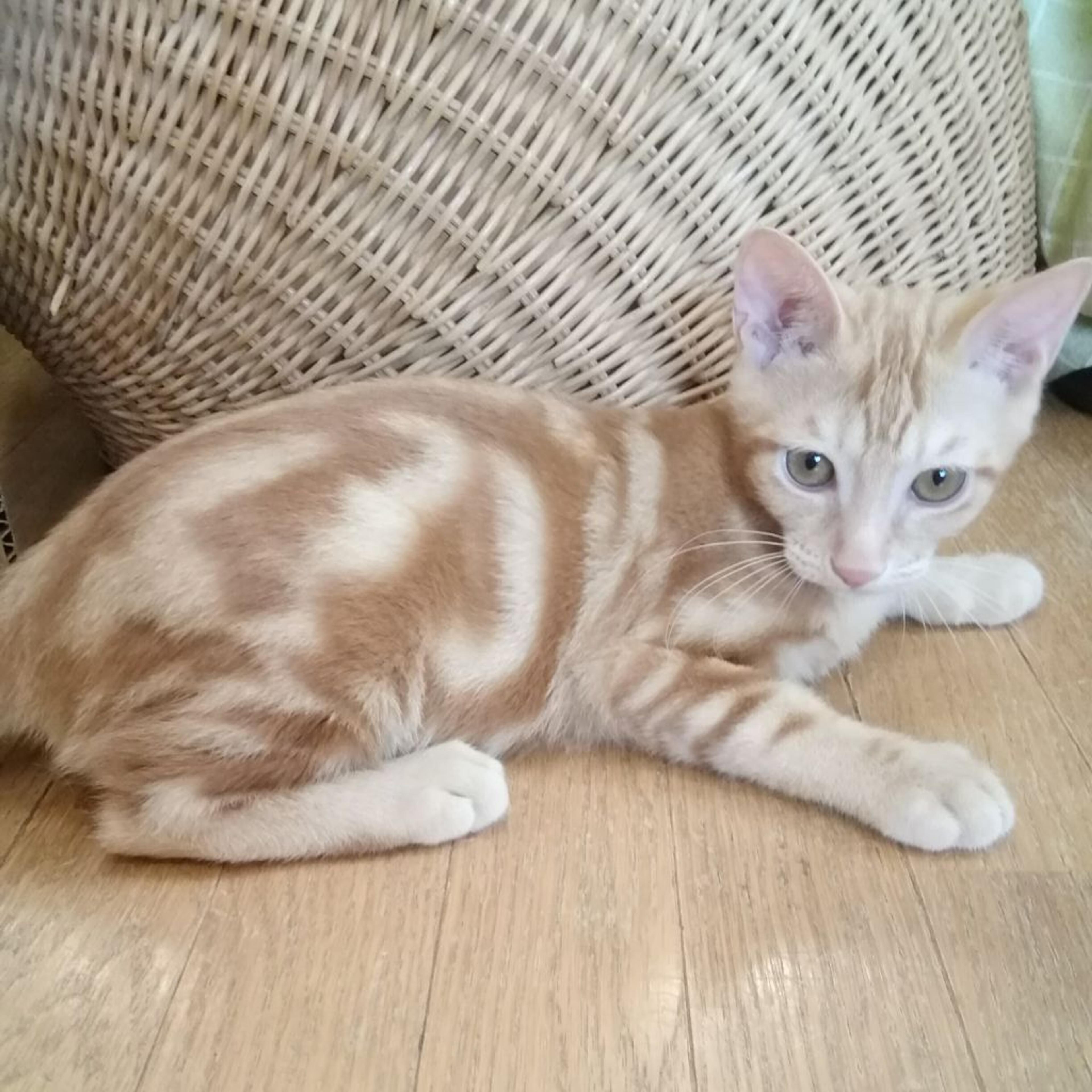 pet-image-2