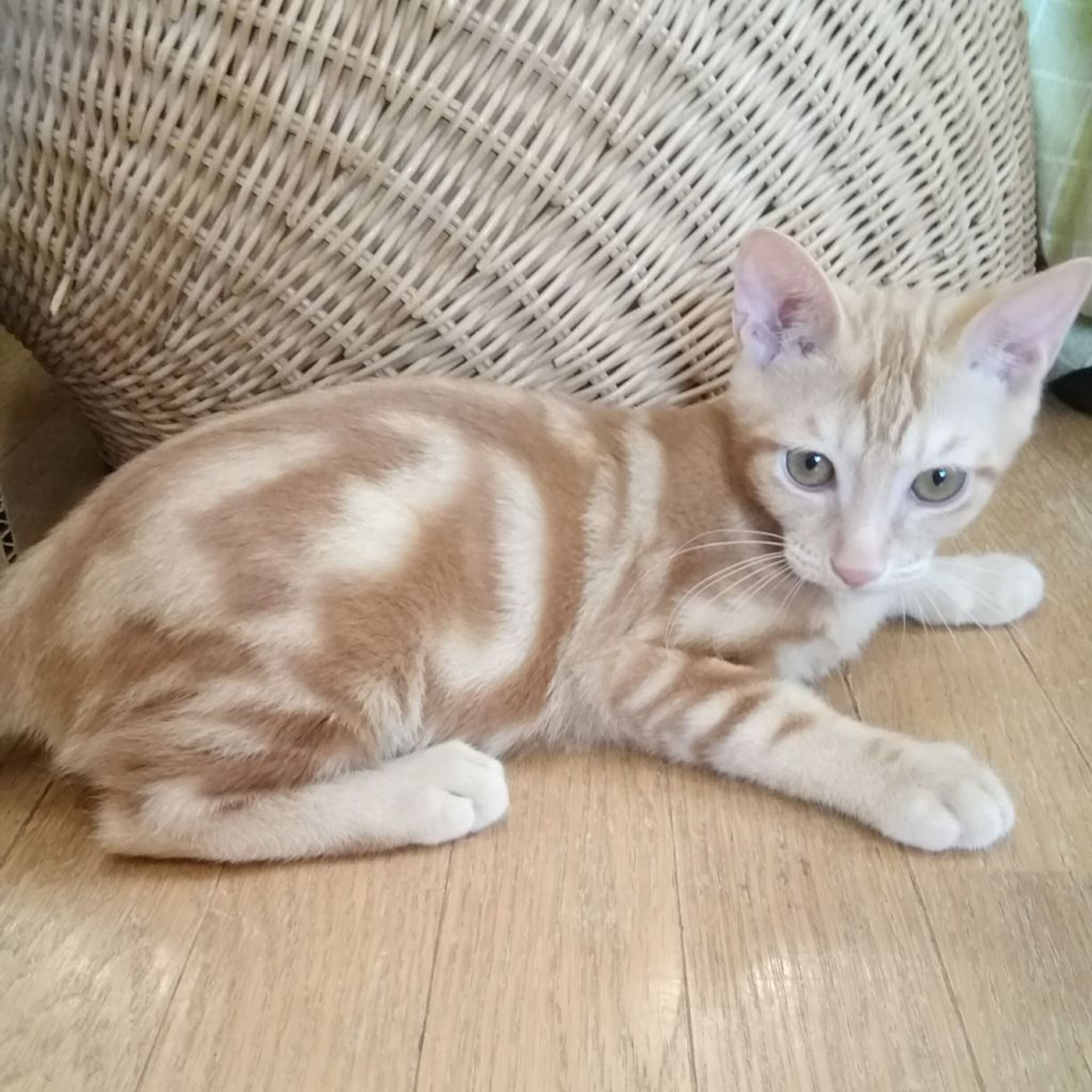 pet-image-3