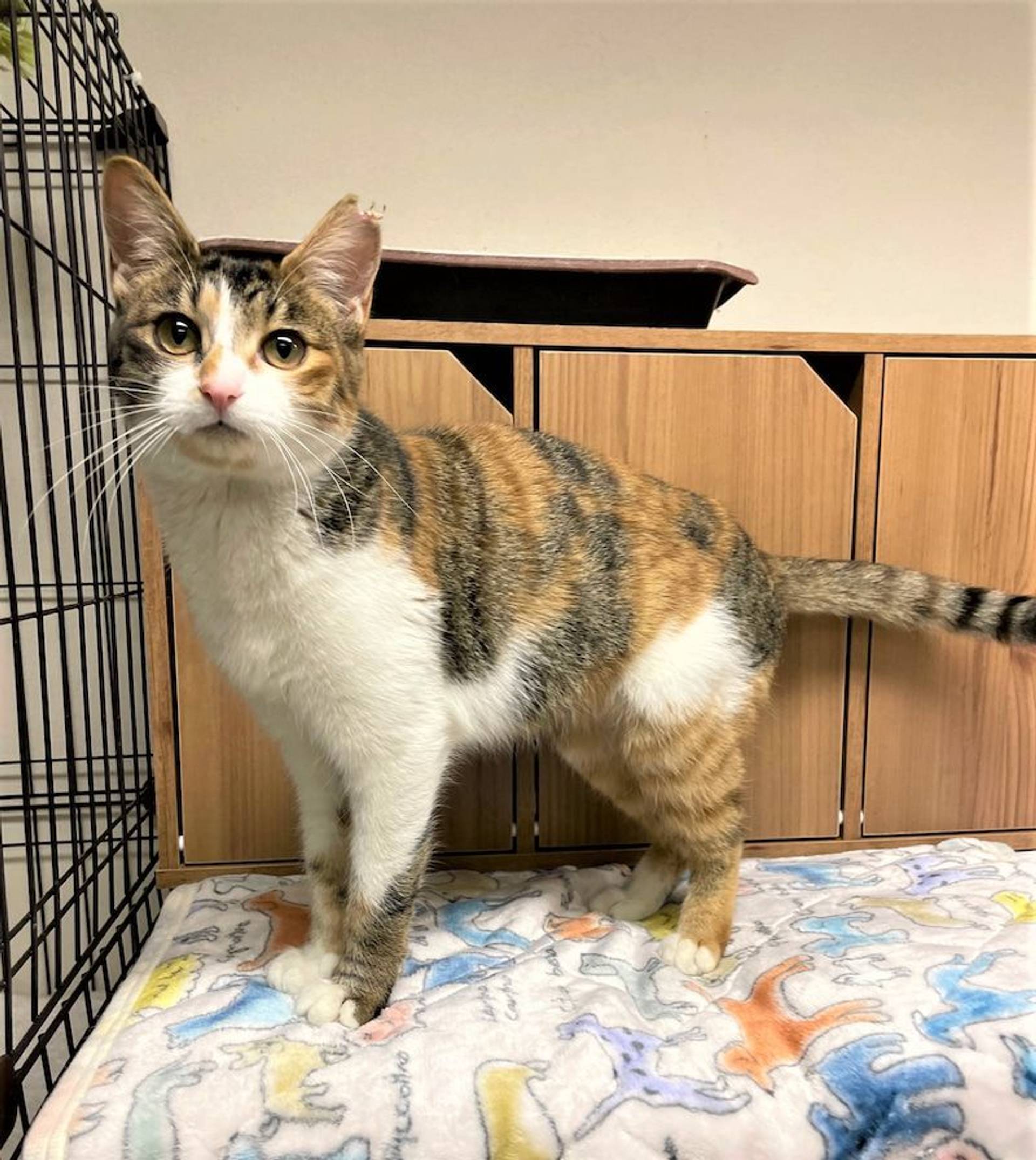 日本猫・メスの里親募集の写真