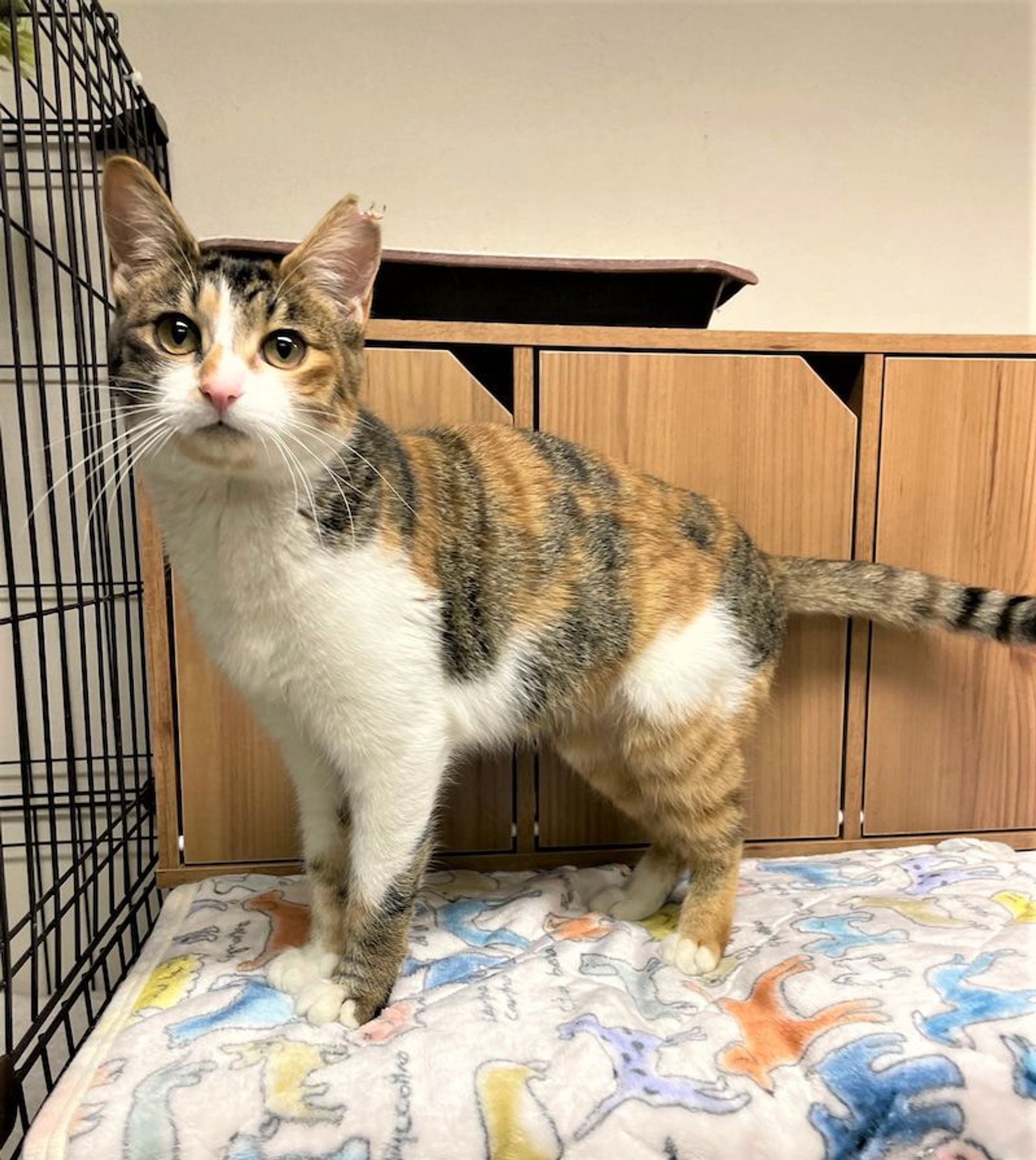 日本猫・メスの里親募集の写真