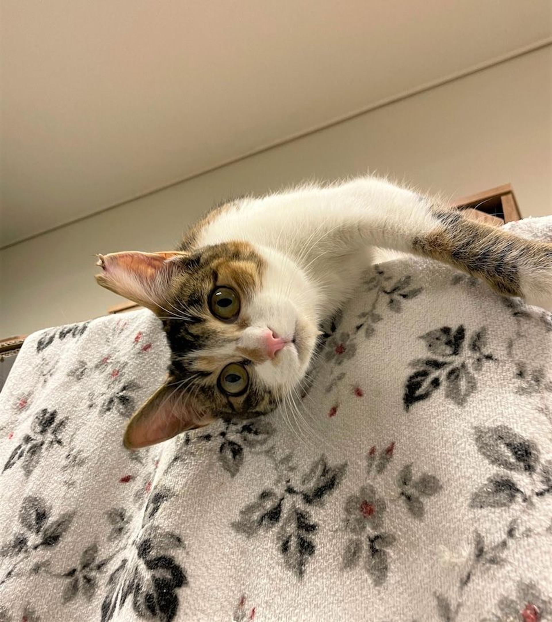 pet-image-3