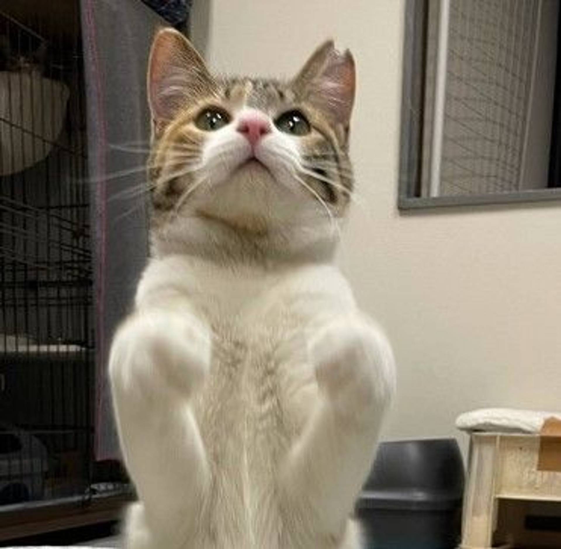 日本猫・メスの里親募集の写真