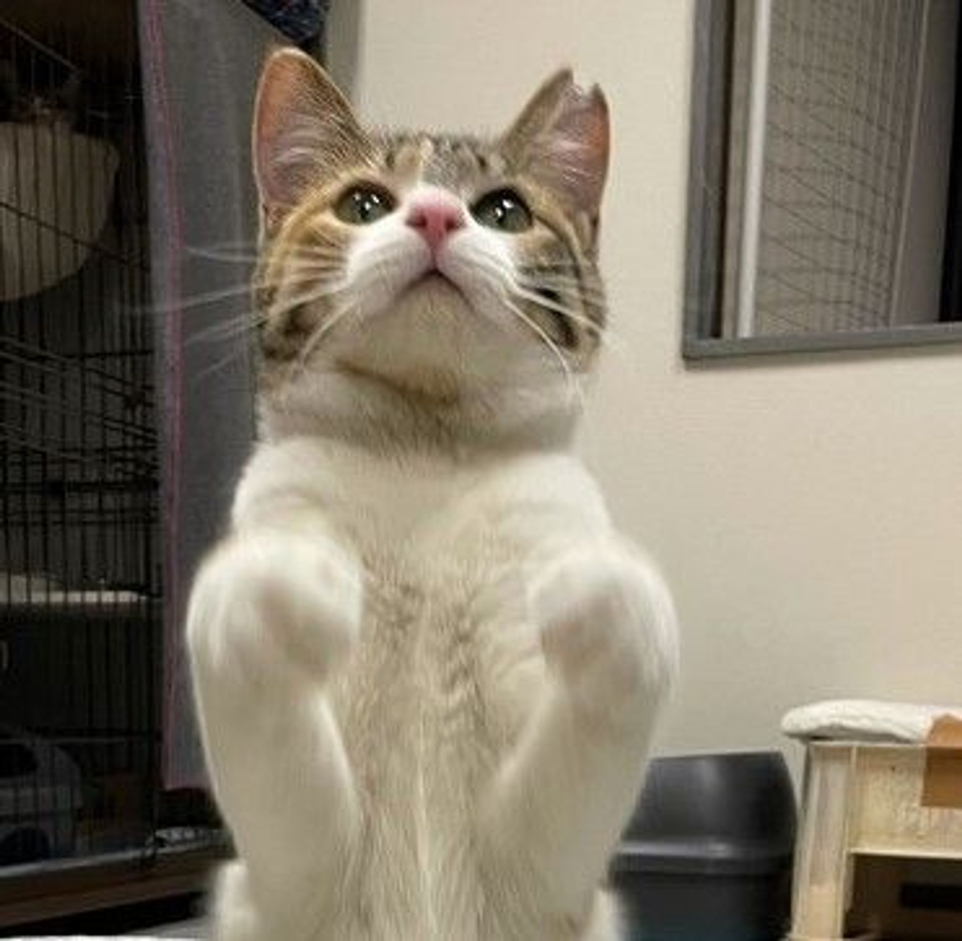 日本猫・メスの里親募集の写真