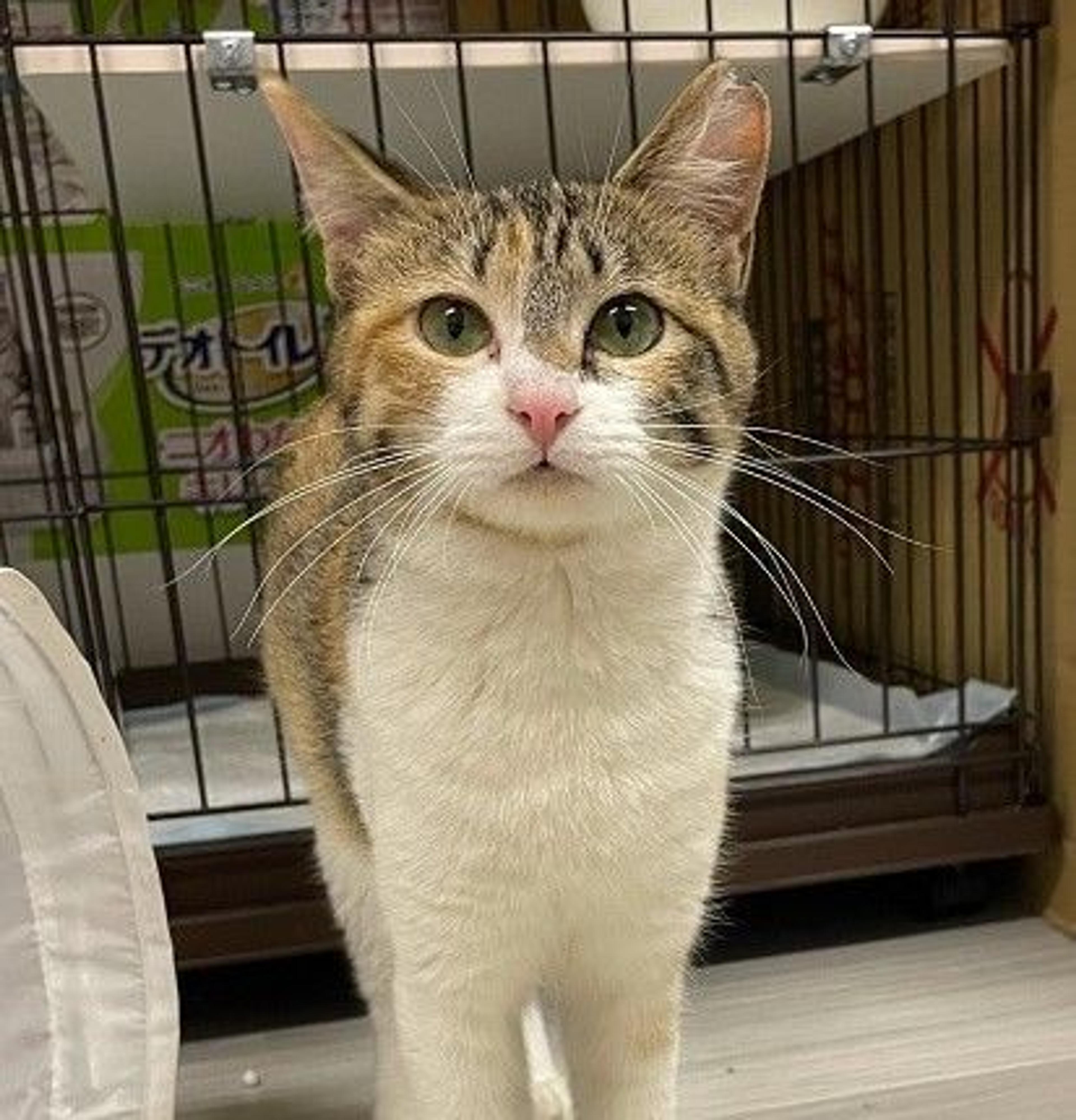 pet-image-2