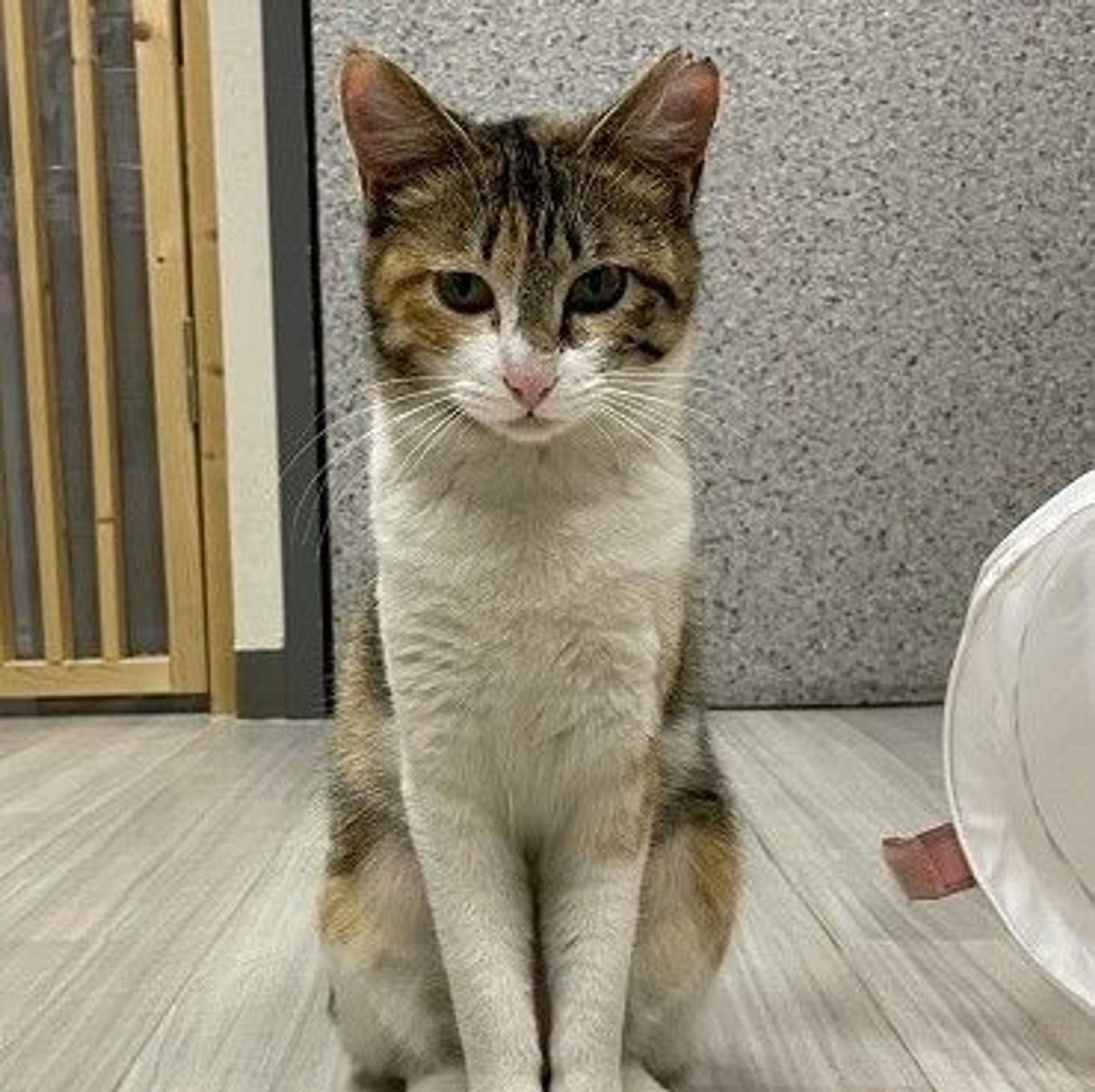 pet-image-3