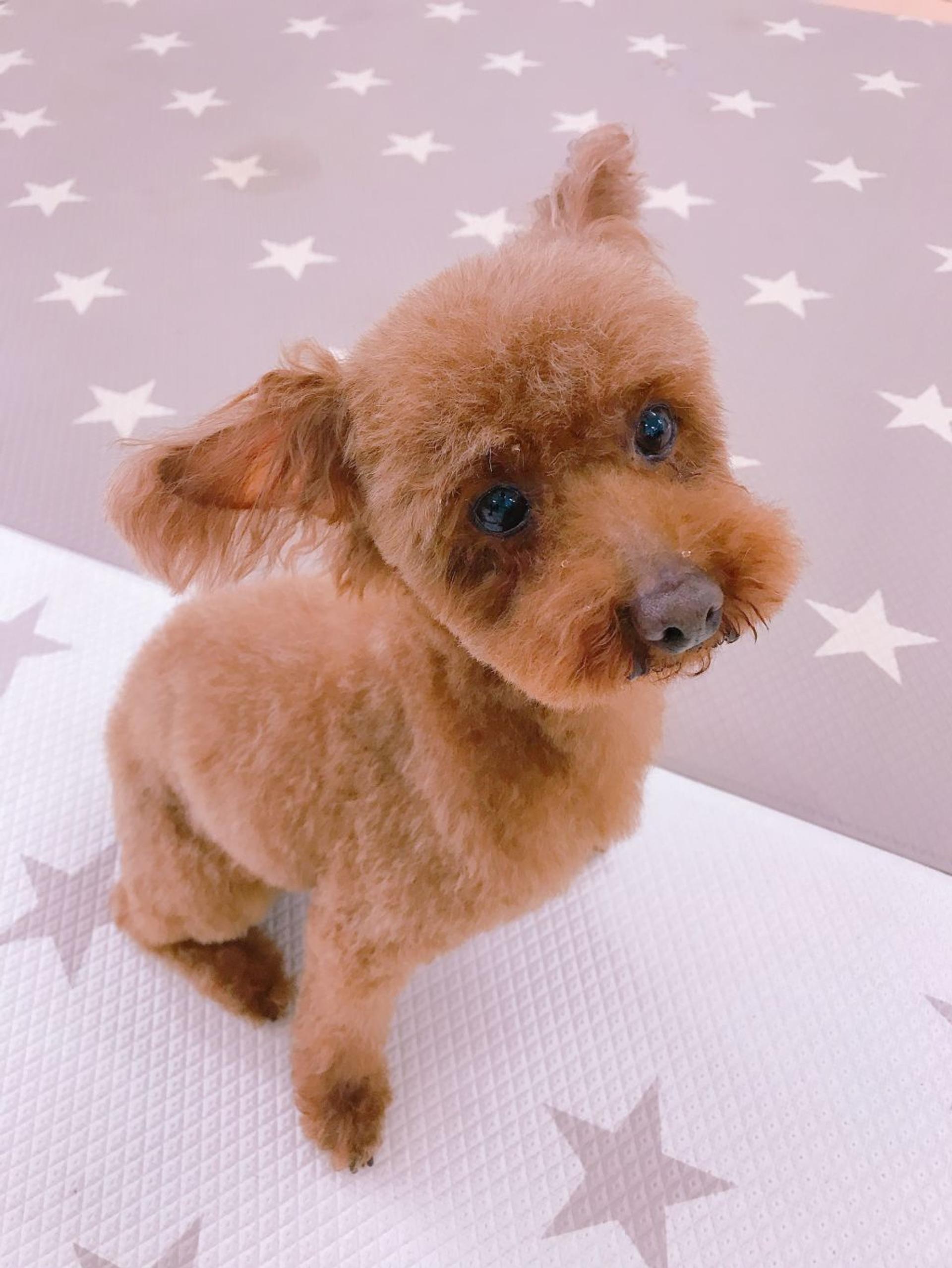 pet-image-2
