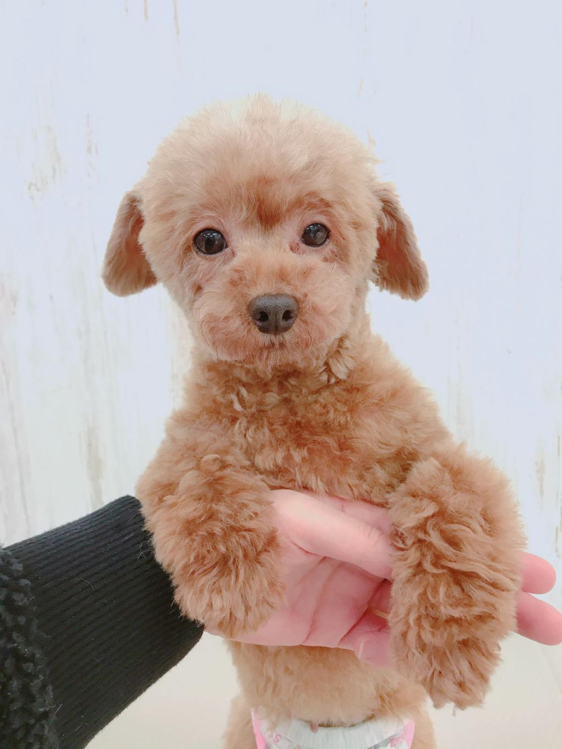 pet-image-2
