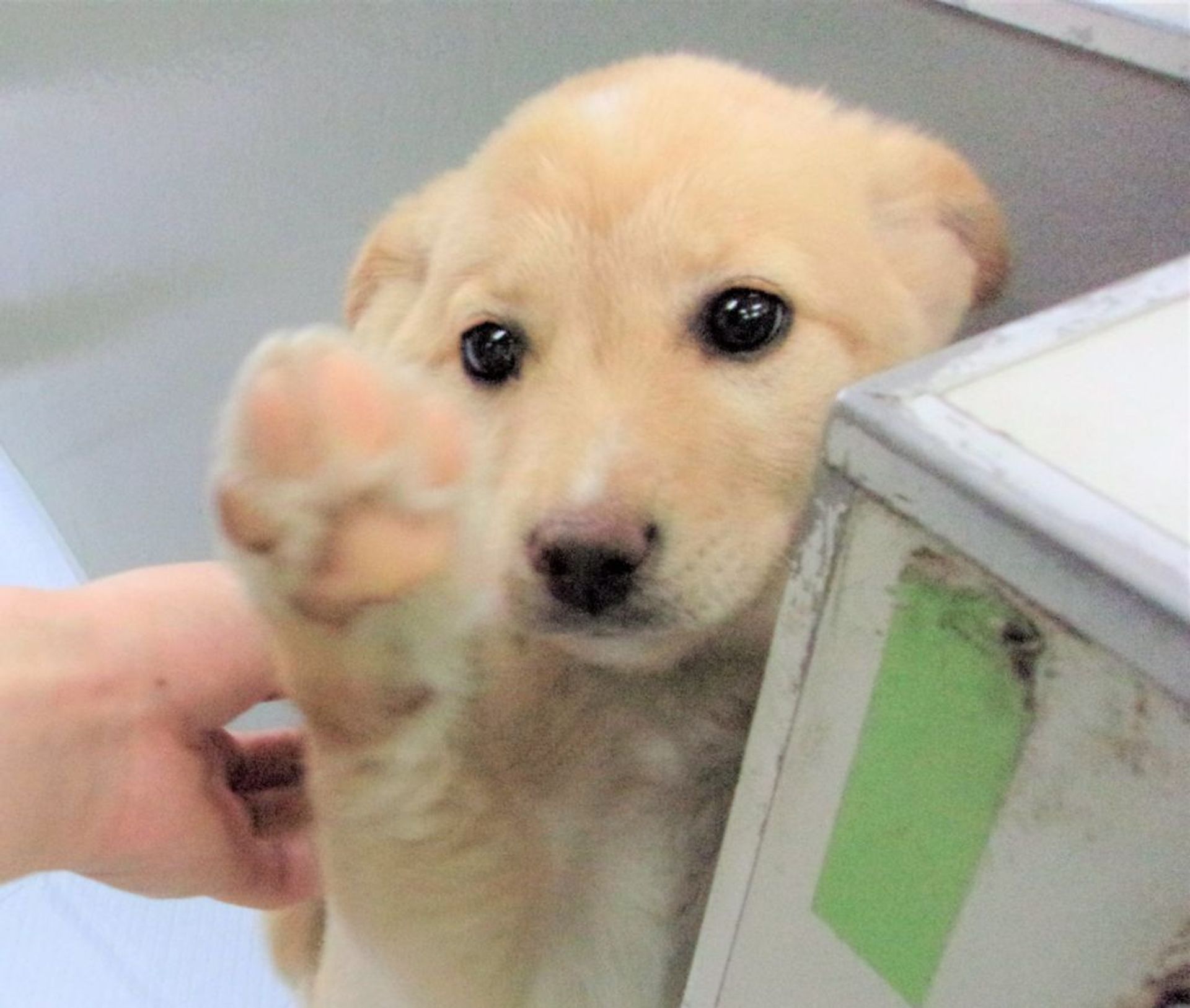 雑種（ミックス犬）・メスの里親募集の写真