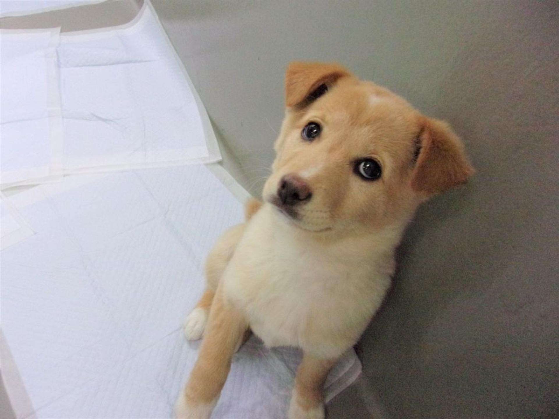 pet-image-5