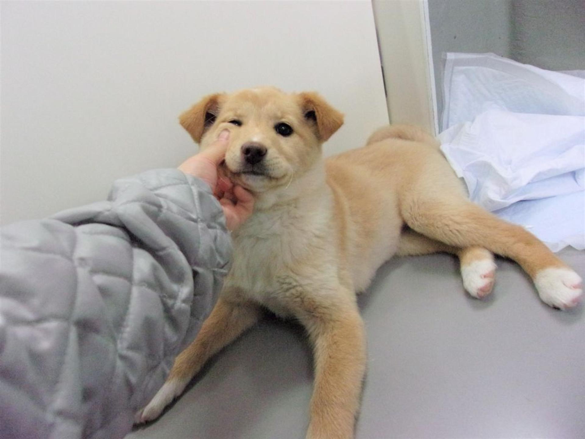 pet-image-6