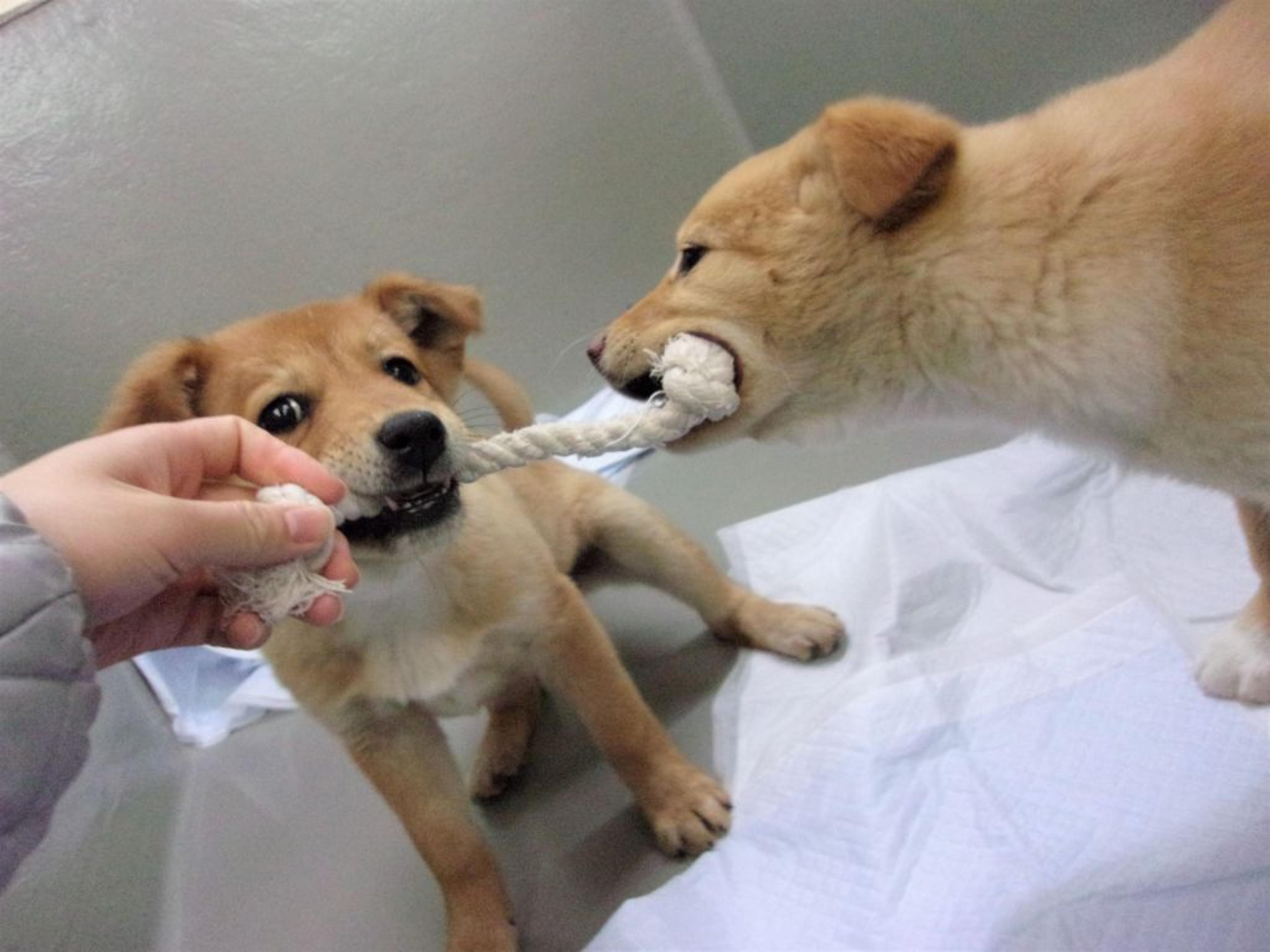 pet-image-7