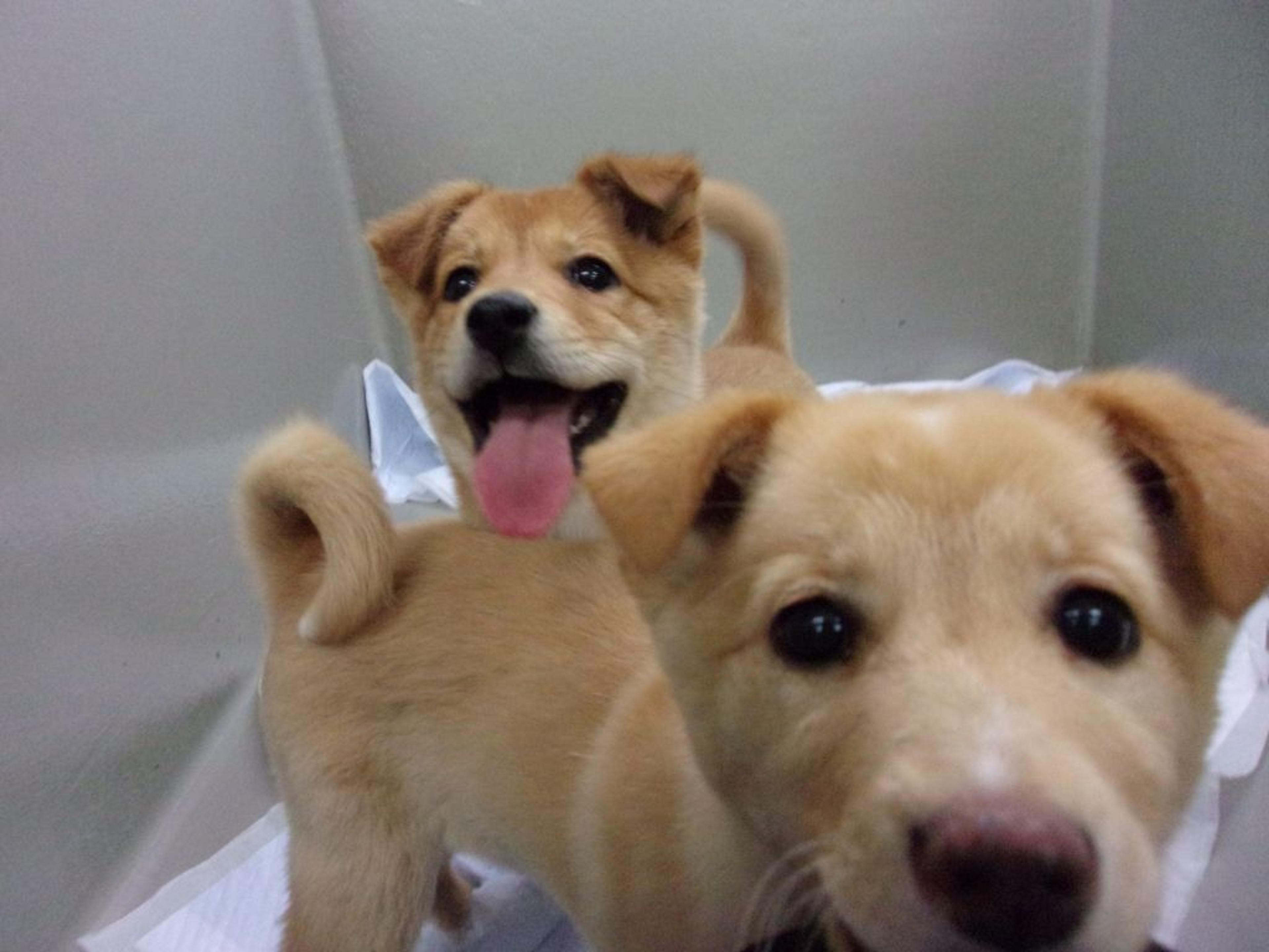 pet-image-8