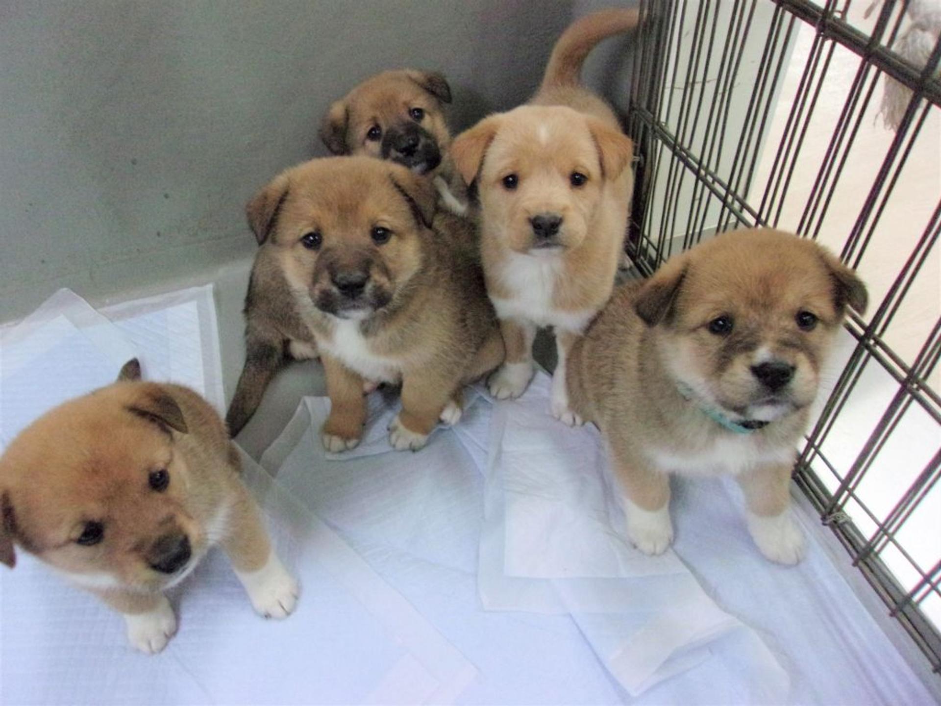 pet-image-9
