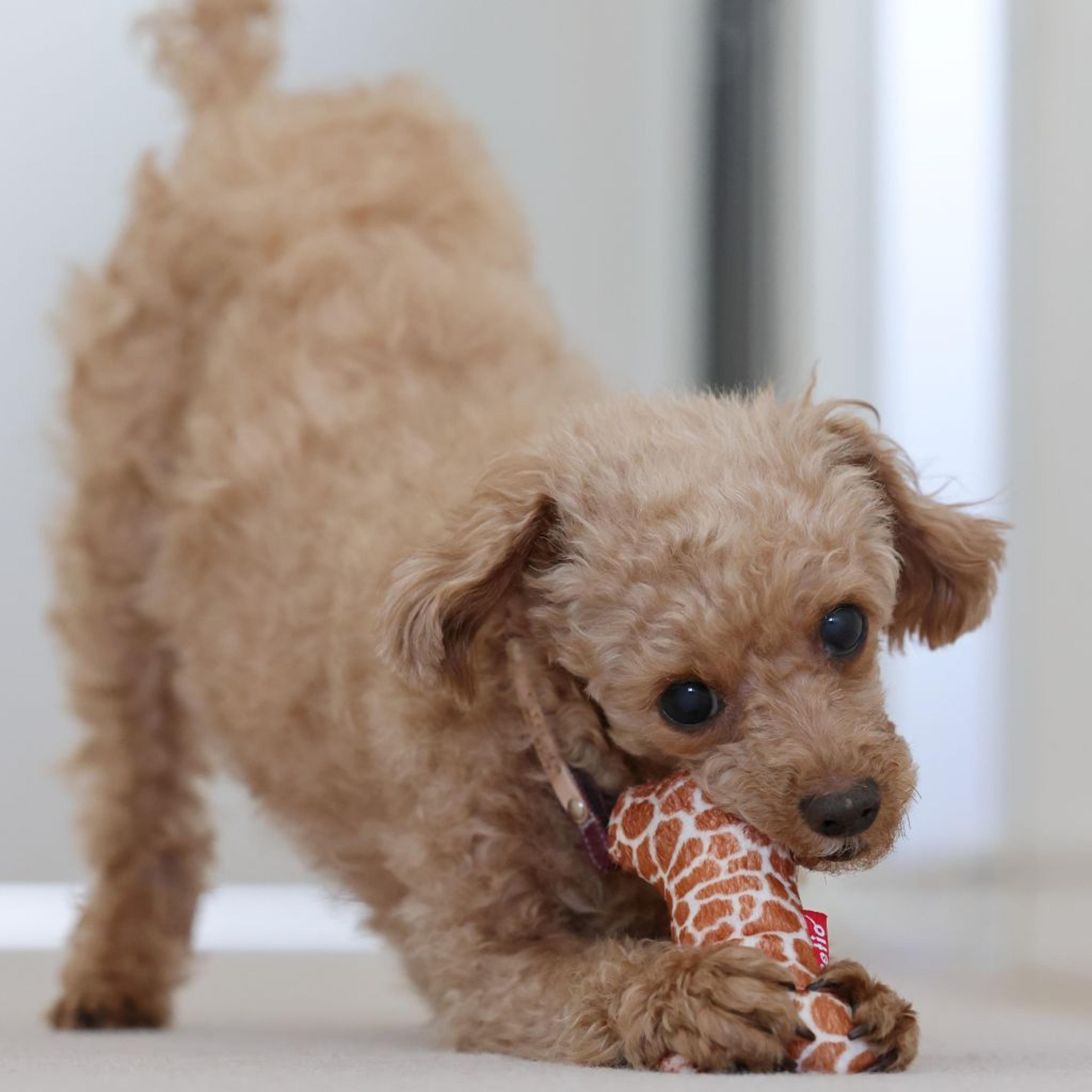 pet-image-2