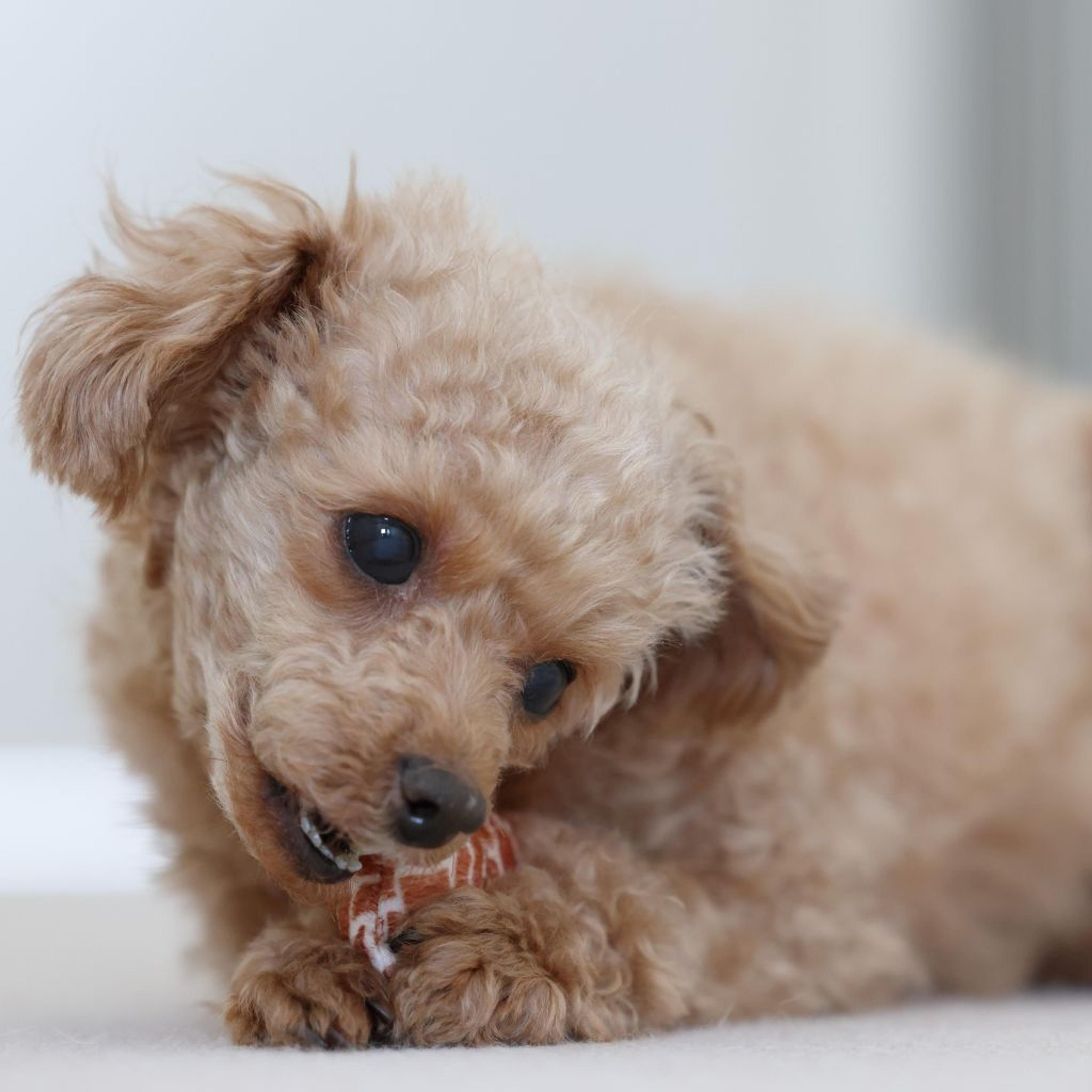 pet-image-3