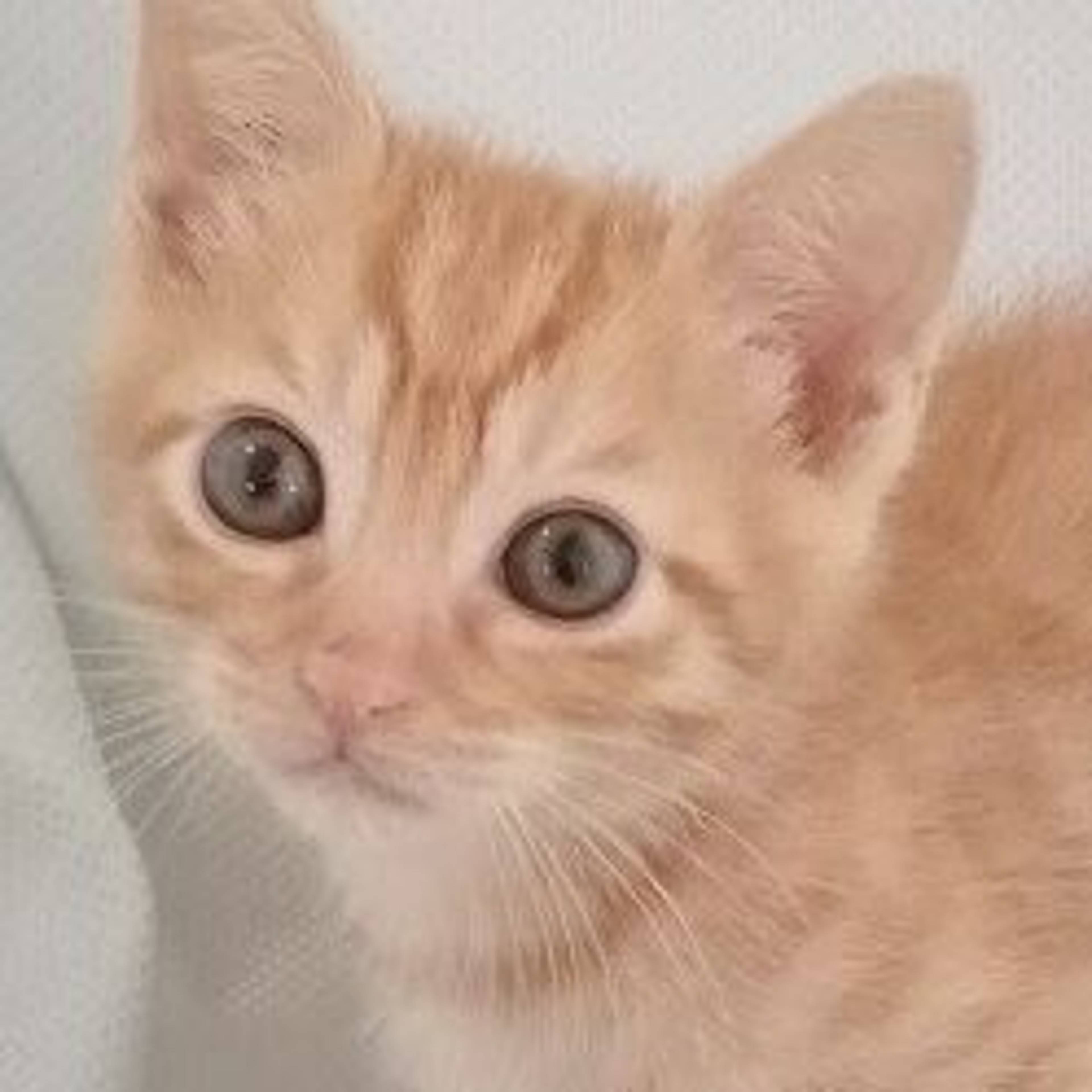 雑種（ミックス猫）・オスの里親募集の写真