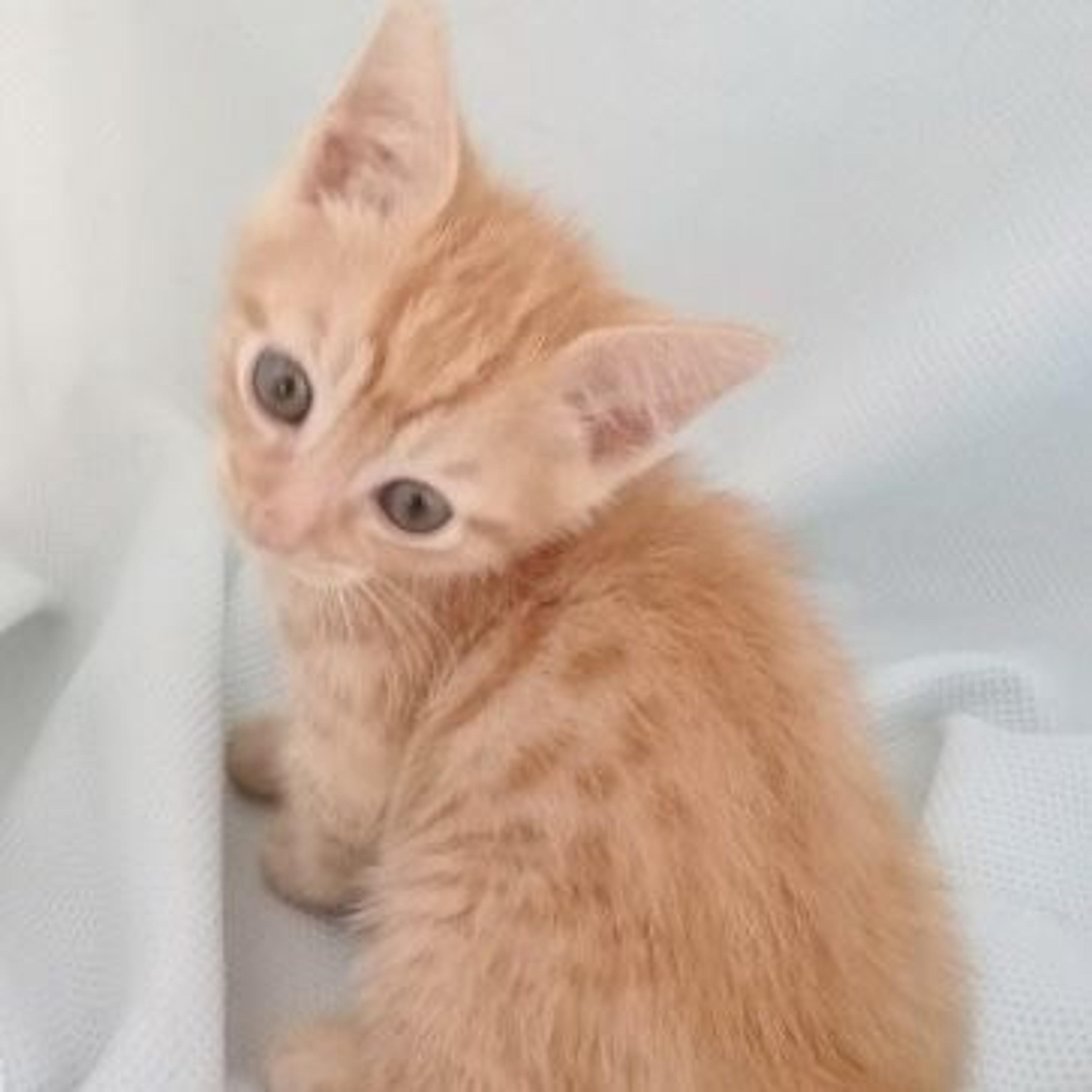 pet-image-3