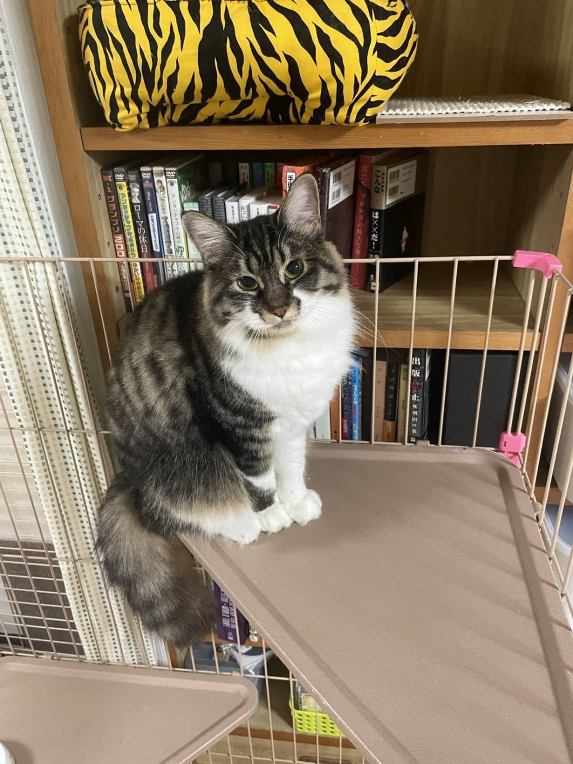 雑種（ミックス猫）・メスの里親募集の写真