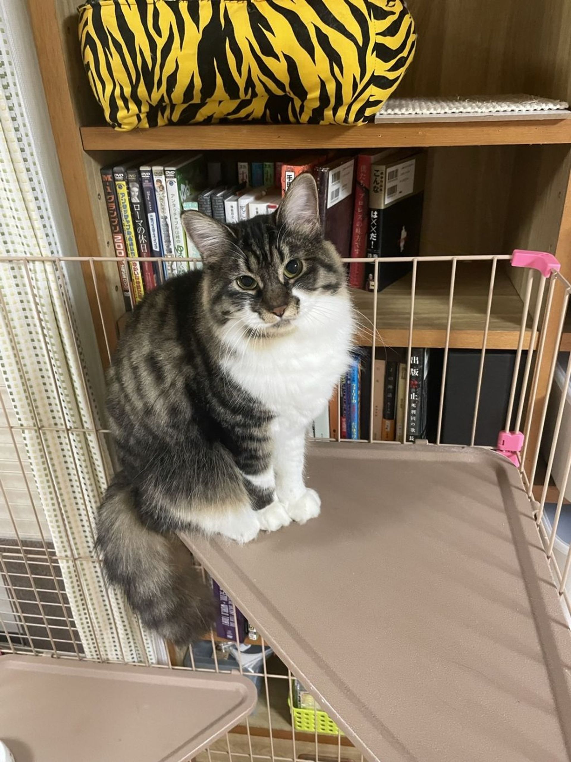 雑種（ミックス猫）・メスの里親募集の写真
