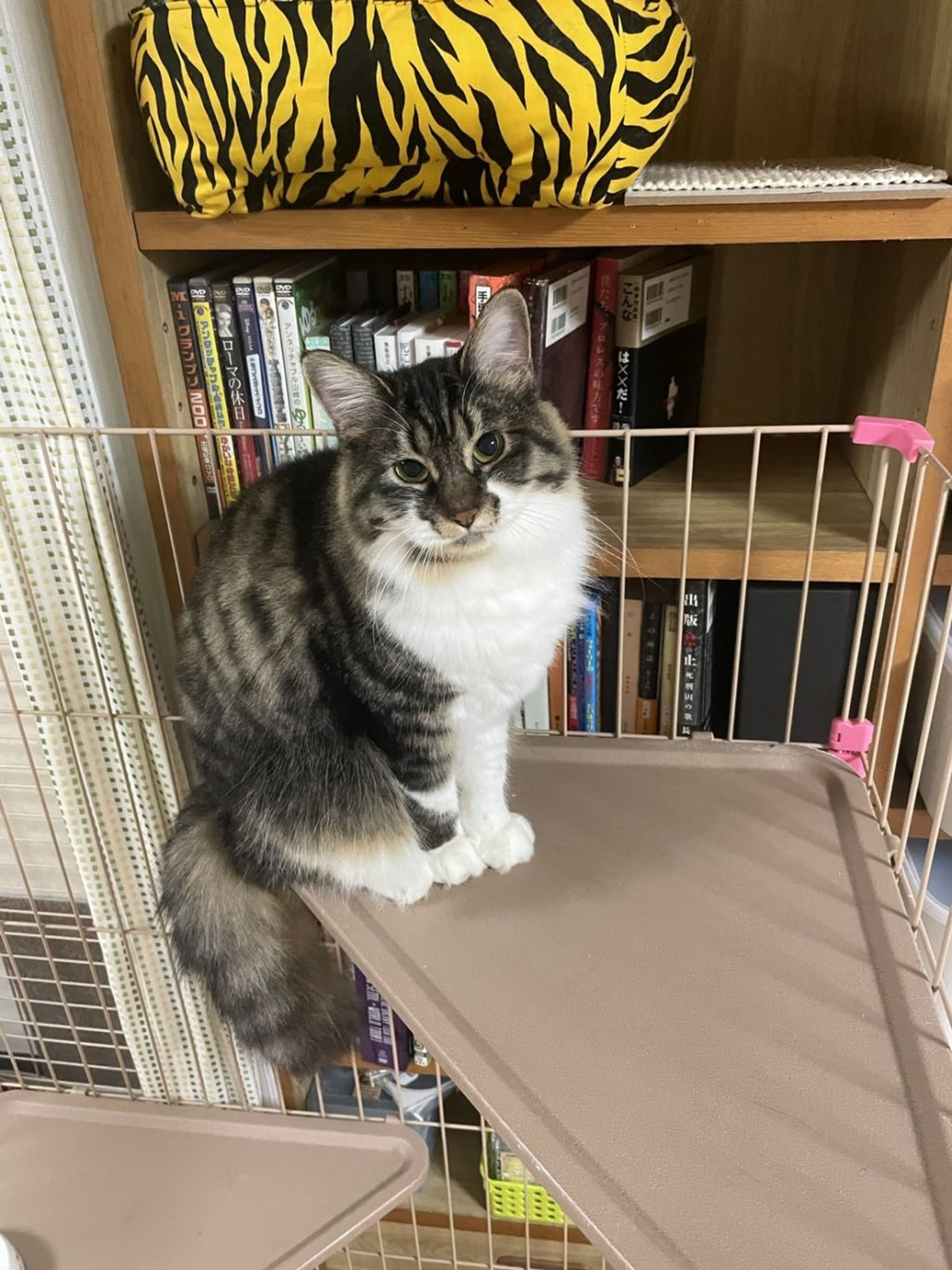 雑種（ミックス猫）・メスの里親募集の写真