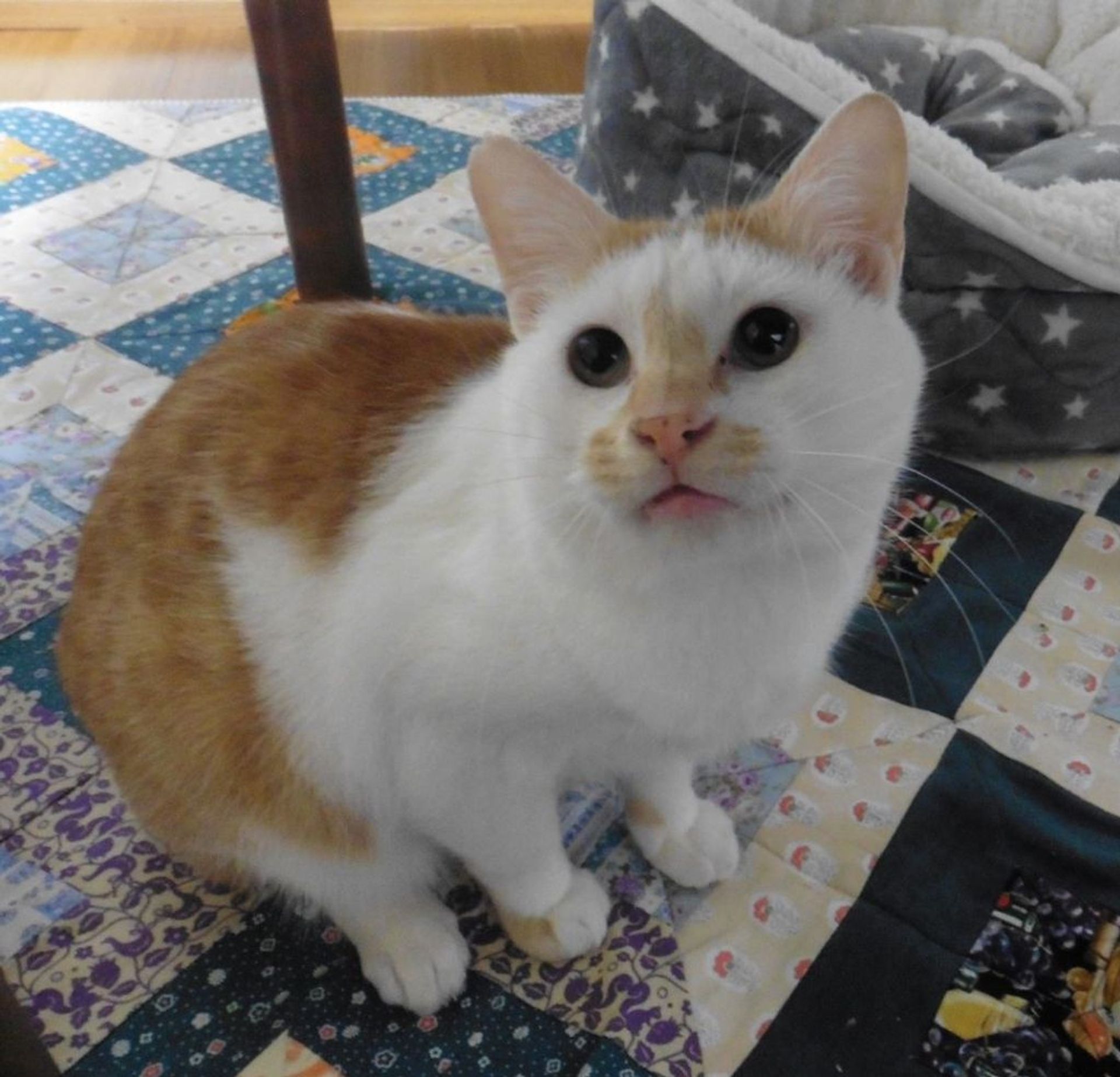雑種（ミックス猫）・オスの里親募集の写真