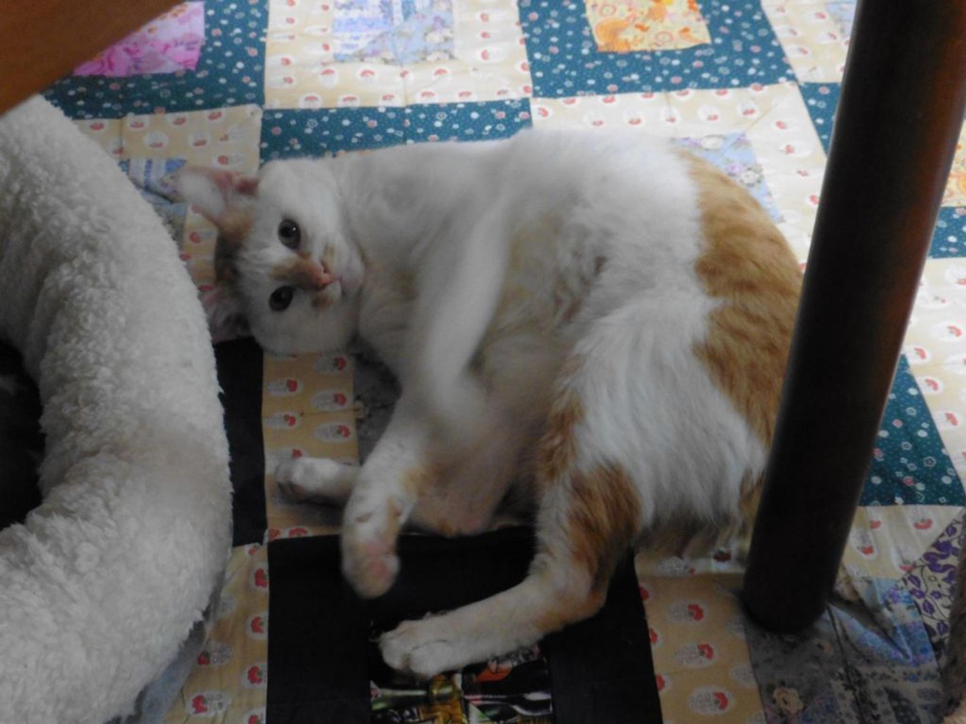 pet-image-2