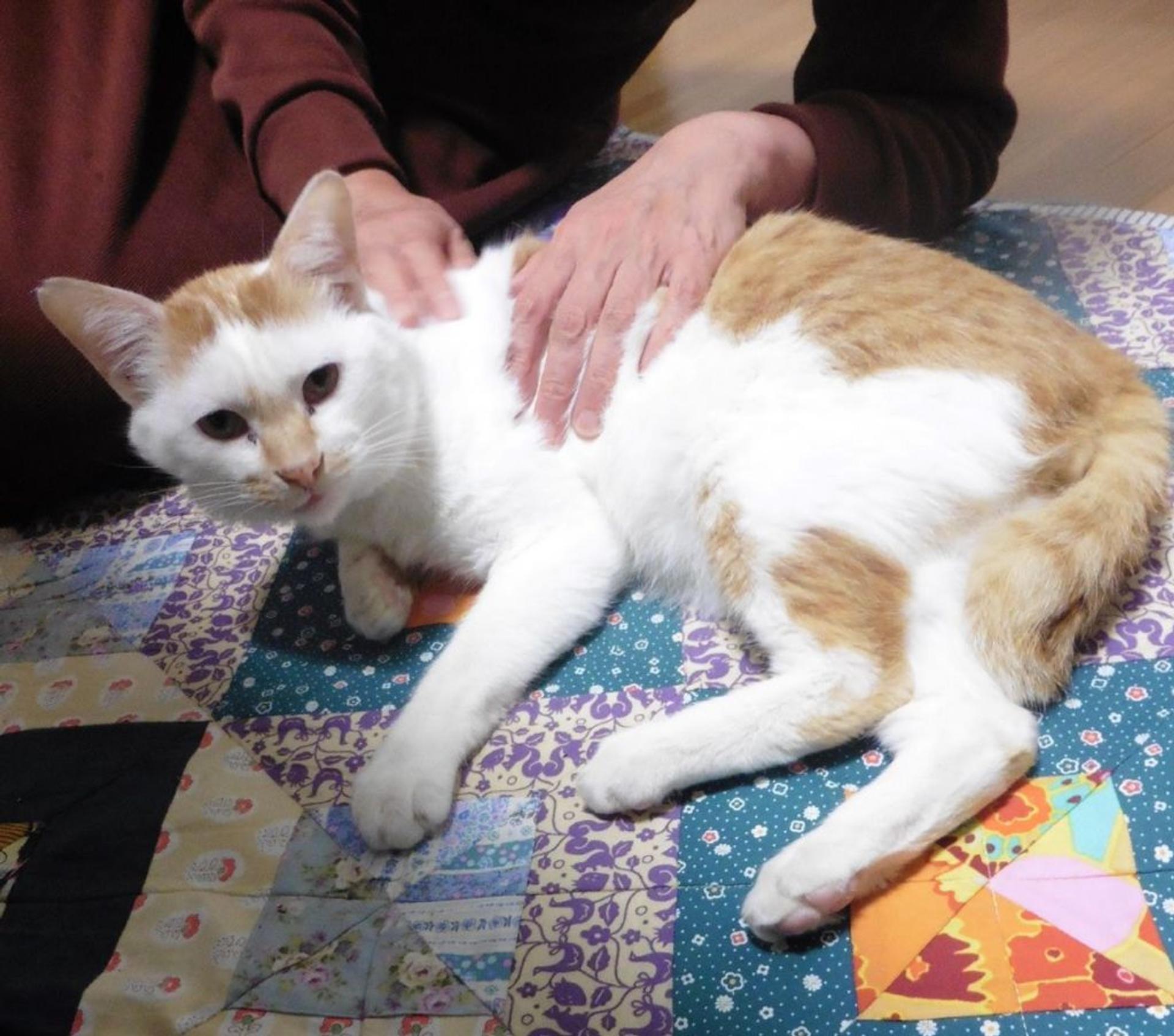 pet-image-3