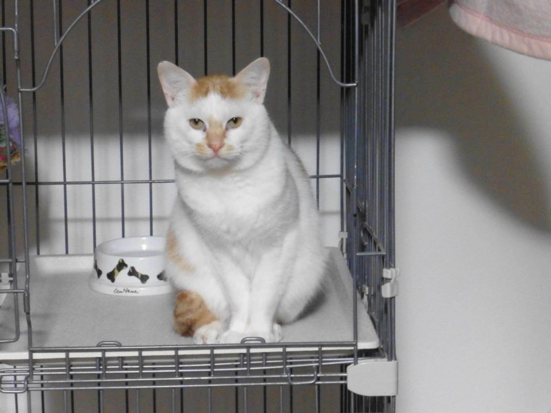 pet-image-4