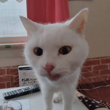 すずの写真