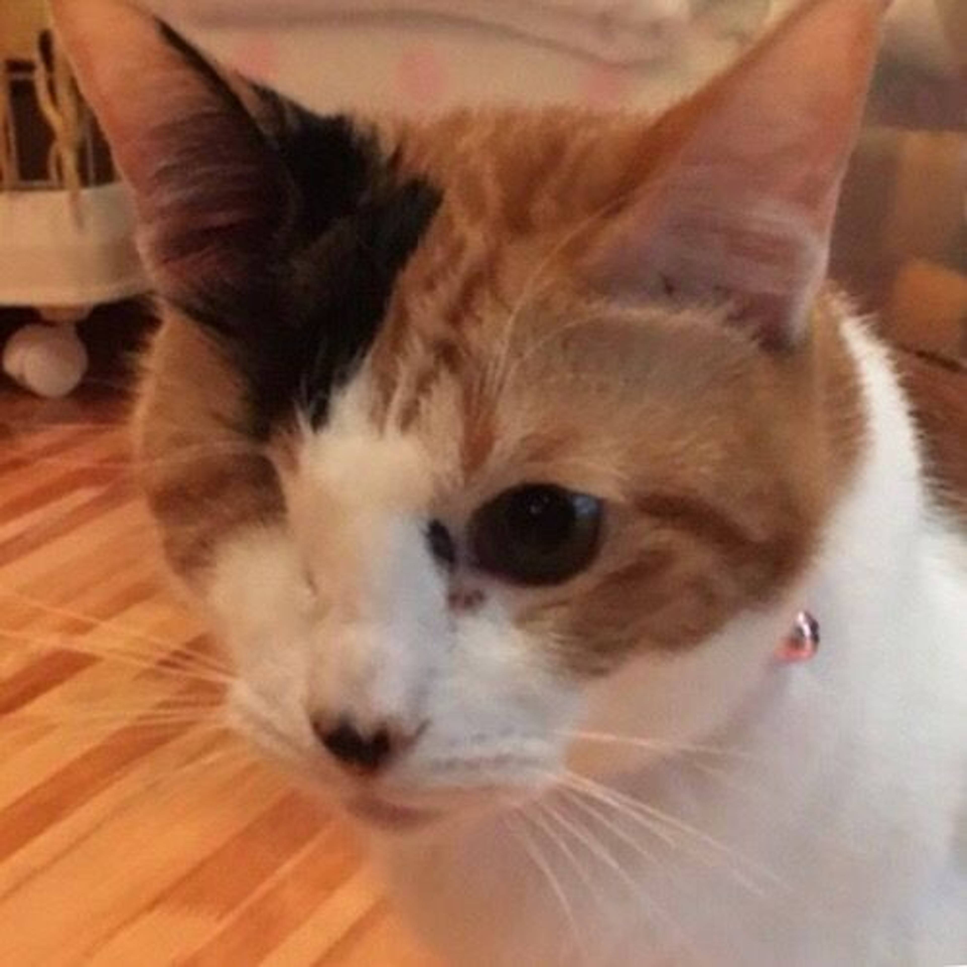 雑種（ミックス猫）・メスの里親募集の写真
