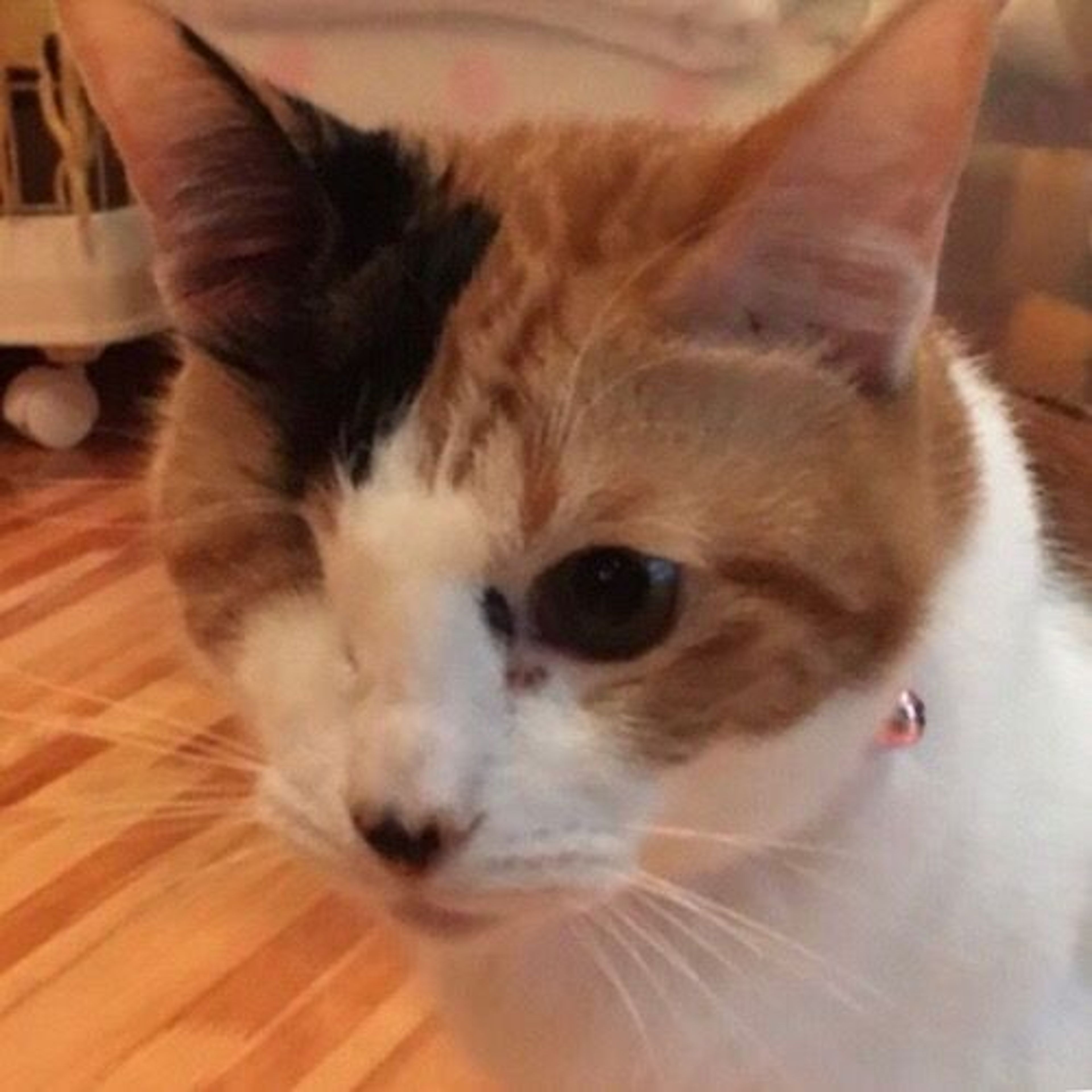 雑種（ミックス猫）・メスの里親募集の写真