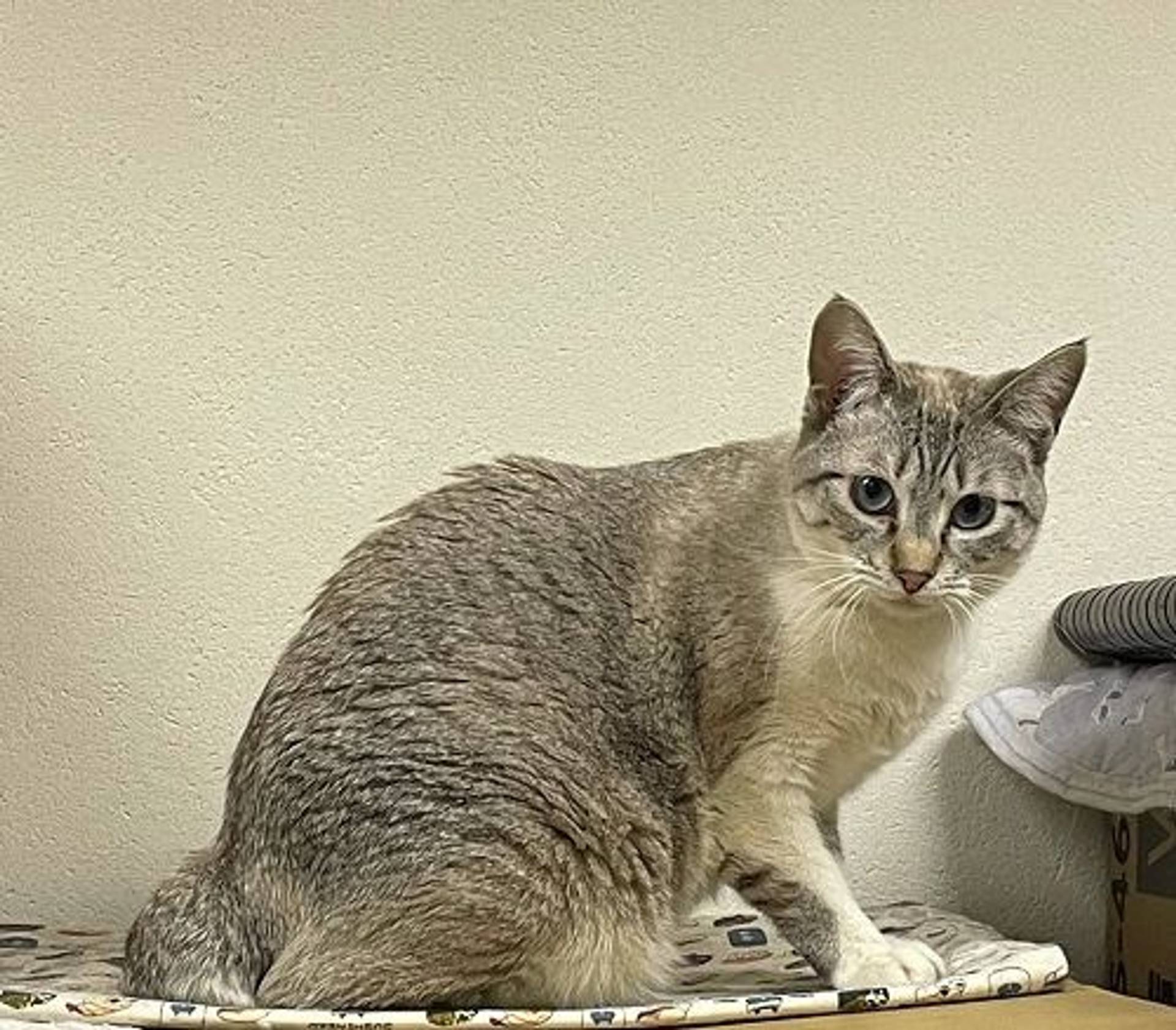 シャム・メスの里親募集の写真