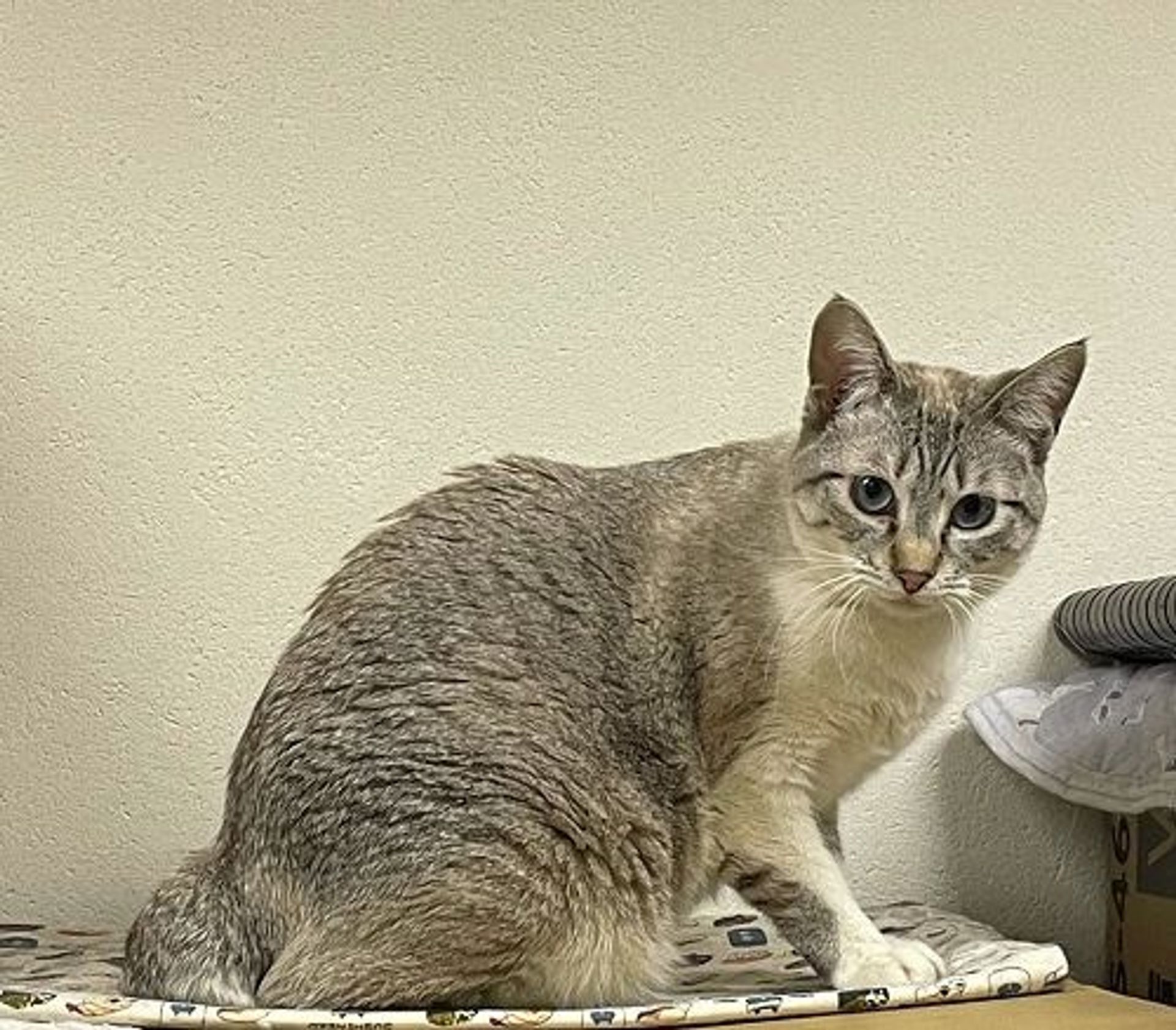 シャム・メスの里親募集の写真