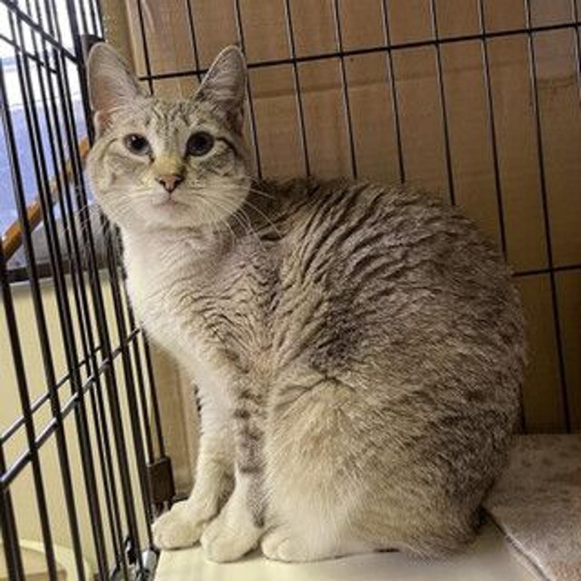 pet-image-3